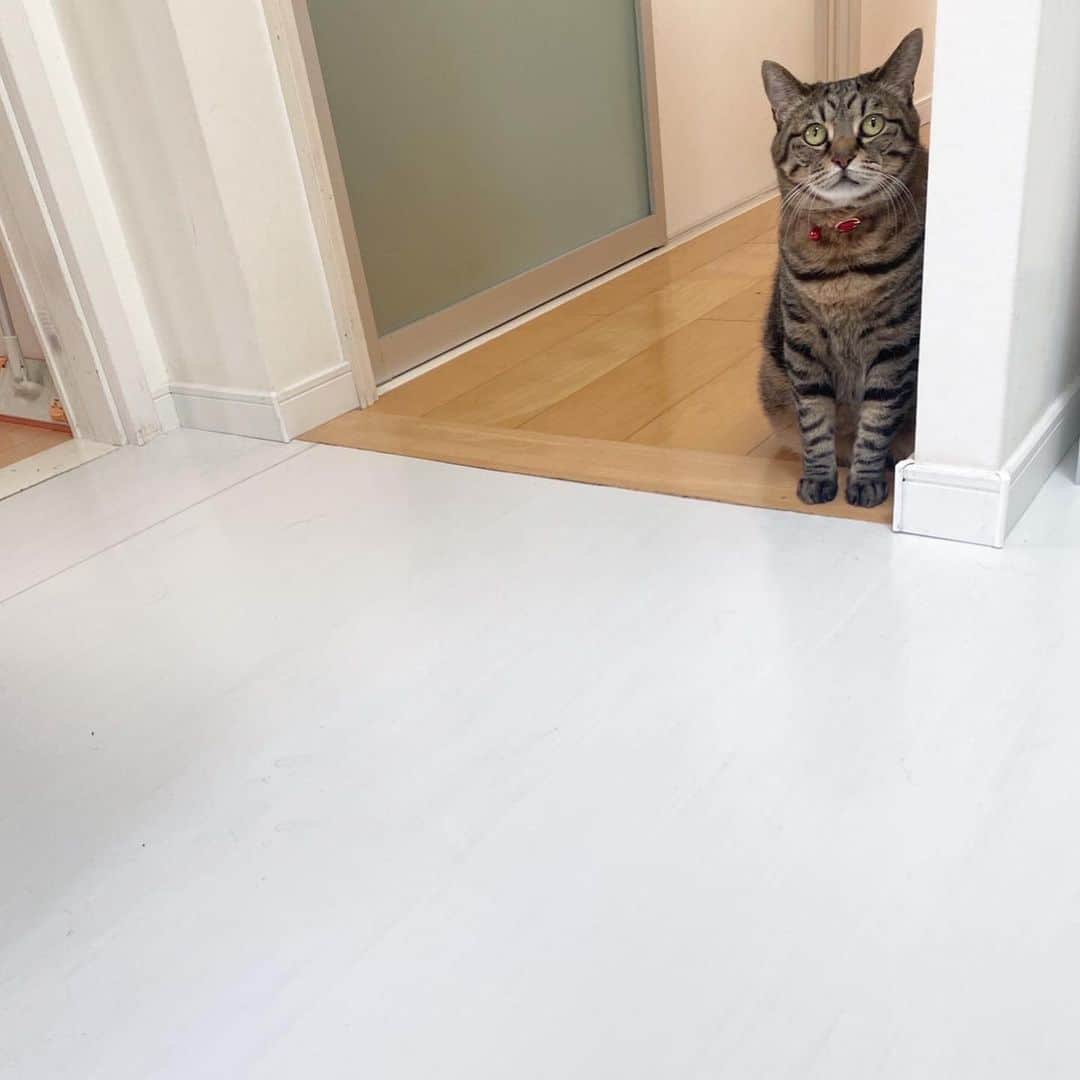 中野明海さんのインスタグラム写真 - (中野明海Instagram)「#箱猫メメ  謎の距離感、 相変わらずkeep  白い床側はキッチン  入っちゃダメなんて言ったことも無いのに 料理をしている間中 ギリギリのところで待ってます。。。なぜ  #最後鳴き声ありw #美声とは真逆😹  #猫　#距離感」4月19日 11時28分 - akeminakano__official
