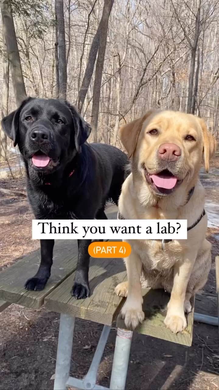 World of Labradors!のインスタグラム：「Pretty accurate! - @thelabradoggies」