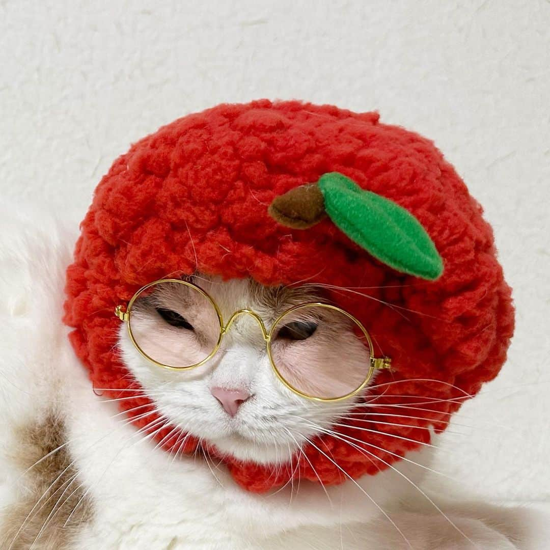 むぎちょこさんのインスタグラム写真 - (むぎちょこInstagram)「不快😾 🍎  むーたんに かぶりものをしたら めちゃめちゃ不快な顔してた😅  久々すぎたね🥹  ごめーん🙏  🍎むぎ #スコティッシュフォールド #scottishfold  #catoftheday  #ねこすたぐらむ  #猫のいる暮らし  #猫好きさんと繋がりたい」4月19日 11時44分 - mugi325channel