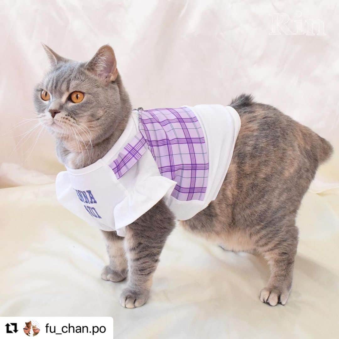 Caluluさんのインスタグラム写真 - (CaluluInstagram)「ANNA  SUIの新作ウェアを着て頂きました💜🐈  とても可愛いです😍🌹着こなしもばっちりでおしゃれにゃんこちゃんですね🌼  ねこちゃんにもサイズが合えば着ていただけますよ♪  とってもお似合いですので、ぜひ沢山着てくださいね💗  #Repost @fu_chan.po with @use.repost ・・・ かわいいお洋服📸  . @calulu_dogwear さんの「2023春夏新商品ドッグウェアプレゼントキャンペーン」当選して、かわいいお洋服送っていただきました！👗 本当に、かわいいお洋服たくさんで、たくさん着させていただいてますが…今回のお洋服もすごくかわいい！！❤️‍🔥❤️‍🔥❤️‍🔥 . 「チェック柄ビスチェドッキングTシャツ」は色合いがもう飼い主のどストライク！！！かわいすぎる💖動きやすいみたいでずっと着たまま遊んでました！♡普段使いできそう！🐾  「サテンワンピース」はゆったりめで着心地良いみたい♡こっちは、おめかししたい日に着ます！🐈‍⬛ . 春夏は、この2着でたくさん写真・動画撮ります！！📸 素敵なお洋服ありがとうございました♡  🐈‍⬛りん ブリティッシュ・ショートヘア 約6kg、2Lサイズ着用  . #カルル #カルルドッグウェア #カルルにゃんこの会 #annasui #アナスイ #ペット服 #犬服 #猫服 #ねこすたぐらむ #猫 #cat #catstagram #ブリティッシュショートヘア #ブリティッシュ #britishshorthair #春夏コーデ #春コーデ #夏コーデ #猫コーデ #ねこすたぐらむ #ねこのいる生活 #ねこ部 #アナスイ #annasui」4月19日 11時57分 - calulu_dogwear