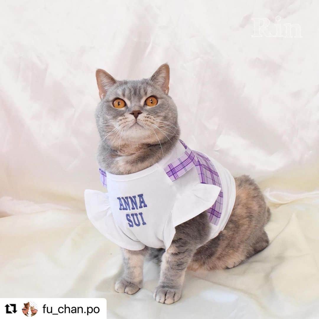 Caluluさんのインスタグラム写真 - (CaluluInstagram)「ANNA  SUIの新作ウェアを着て頂きました💜🐈  とても可愛いです😍🌹着こなしもばっちりでおしゃれにゃんこちゃんですね🌼  ねこちゃんにもサイズが合えば着ていただけますよ♪  とってもお似合いですので、ぜひ沢山着てくださいね💗  #Repost @fu_chan.po with @use.repost ・・・ かわいいお洋服📸  . @calulu_dogwear さんの「2023春夏新商品ドッグウェアプレゼントキャンペーン」当選して、かわいいお洋服送っていただきました！👗 本当に、かわいいお洋服たくさんで、たくさん着させていただいてますが…今回のお洋服もすごくかわいい！！❤️‍🔥❤️‍🔥❤️‍🔥 . 「チェック柄ビスチェドッキングTシャツ」は色合いがもう飼い主のどストライク！！！かわいすぎる💖動きやすいみたいでずっと着たまま遊んでました！♡普段使いできそう！🐾  「サテンワンピース」はゆったりめで着心地良いみたい♡こっちは、おめかししたい日に着ます！🐈‍⬛ . 春夏は、この2着でたくさん写真・動画撮ります！！📸 素敵なお洋服ありがとうございました♡  🐈‍⬛りん ブリティッシュ・ショートヘア 約6kg、2Lサイズ着用  . #カルル #カルルドッグウェア #カルルにゃんこの会 #annasui #アナスイ #ペット服 #犬服 #猫服 #ねこすたぐらむ #猫 #cat #catstagram #ブリティッシュショートヘア #ブリティッシュ #britishshorthair #春夏コーデ #春コーデ #夏コーデ #猫コーデ #ねこすたぐらむ #ねこのいる生活 #ねこ部 #アナスイ #annasui」4月19日 11時57分 - calulu_dogwear