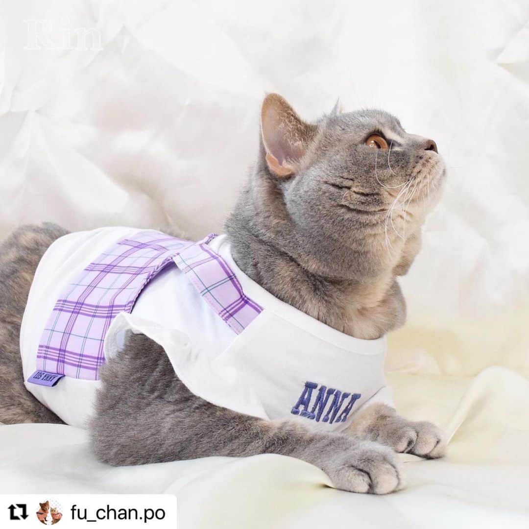Caluluさんのインスタグラム写真 - (CaluluInstagram)「ANNA  SUIの新作ウェアを着て頂きました💜🐈  とても可愛いです😍🌹着こなしもばっちりでおしゃれにゃんこちゃんですね🌼  ねこちゃんにもサイズが合えば着ていただけますよ♪  とってもお似合いですので、ぜひ沢山着てくださいね💗  #Repost @fu_chan.po with @use.repost ・・・ かわいいお洋服📸  . @calulu_dogwear さんの「2023春夏新商品ドッグウェアプレゼントキャンペーン」当選して、かわいいお洋服送っていただきました！👗 本当に、かわいいお洋服たくさんで、たくさん着させていただいてますが…今回のお洋服もすごくかわいい！！❤️‍🔥❤️‍🔥❤️‍🔥 . 「チェック柄ビスチェドッキングTシャツ」は色合いがもう飼い主のどストライク！！！かわいすぎる💖動きやすいみたいでずっと着たまま遊んでました！♡普段使いできそう！🐾  「サテンワンピース」はゆったりめで着心地良いみたい♡こっちは、おめかししたい日に着ます！🐈‍⬛ . 春夏は、この2着でたくさん写真・動画撮ります！！📸 素敵なお洋服ありがとうございました♡  🐈‍⬛りん ブリティッシュ・ショートヘア 約6kg、2Lサイズ着用  . #カルル #カルルドッグウェア #カルルにゃんこの会 #annasui #アナスイ #ペット服 #犬服 #猫服 #ねこすたぐらむ #猫 #cat #catstagram #ブリティッシュショートヘア #ブリティッシュ #britishshorthair #春夏コーデ #春コーデ #夏コーデ #猫コーデ #ねこすたぐらむ #ねこのいる生活 #ねこ部 #アナスイ #annasui」4月19日 11時57分 - calulu_dogwear