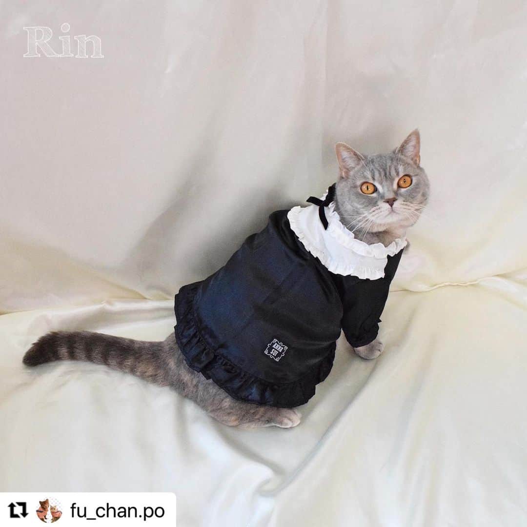 Caluluさんのインスタグラム写真 - (CaluluInstagram)「ANNA  SUIの新作ウェアを着て頂きました💜🐈  とても可愛いです😍🌹着こなしもばっちりでおしゃれにゃんこちゃんですね🌼  ねこちゃんにもサイズが合えば着ていただけますよ♪  とってもお似合いですので、ぜひ沢山着てくださいね💗  #Repost @fu_chan.po with @use.repost ・・・ かわいいお洋服📸  . @calulu_dogwear さんの「2023春夏新商品ドッグウェアプレゼントキャンペーン」当選して、かわいいお洋服送っていただきました！👗 本当に、かわいいお洋服たくさんで、たくさん着させていただいてますが…今回のお洋服もすごくかわいい！！❤️‍🔥❤️‍🔥❤️‍🔥 . 「チェック柄ビスチェドッキングTシャツ」は色合いがもう飼い主のどストライク！！！かわいすぎる💖動きやすいみたいでずっと着たまま遊んでました！♡普段使いできそう！🐾  「サテンワンピース」はゆったりめで着心地良いみたい♡こっちは、おめかししたい日に着ます！🐈‍⬛ . 春夏は、この2着でたくさん写真・動画撮ります！！📸 素敵なお洋服ありがとうございました♡  🐈‍⬛りん ブリティッシュ・ショートヘア 約6kg、2Lサイズ着用  . #カルル #カルルドッグウェア #カルルにゃんこの会 #annasui #アナスイ #ペット服 #犬服 #猫服 #ねこすたぐらむ #猫 #cat #catstagram #ブリティッシュショートヘア #ブリティッシュ #britishshorthair #春夏コーデ #春コーデ #夏コーデ #猫コーデ #ねこすたぐらむ #ねこのいる生活 #ねこ部 #アナスイ #annasui」4月19日 11時57分 - calulu_dogwear