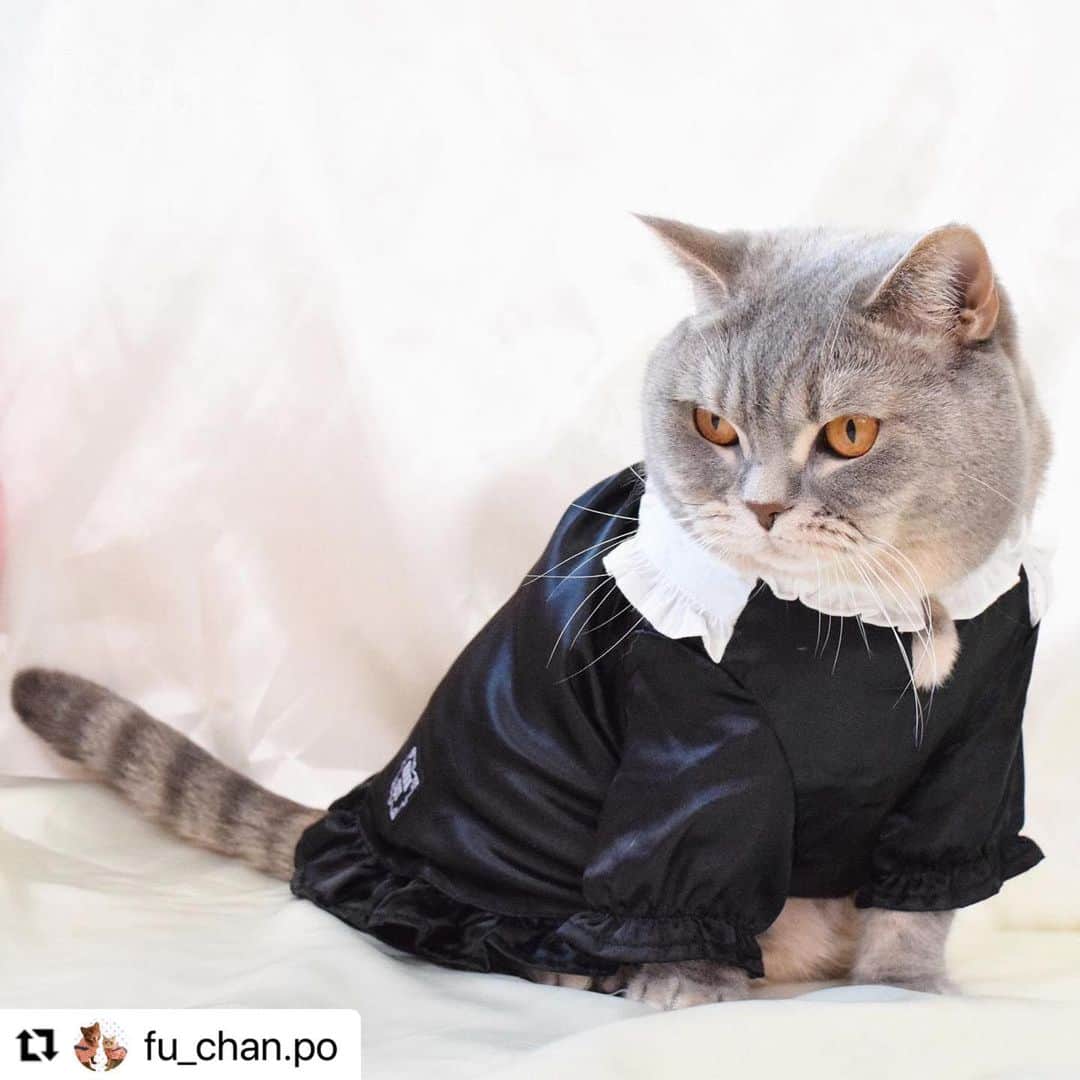 Caluluさんのインスタグラム写真 - (CaluluInstagram)「ANNA  SUIの新作ウェアを着て頂きました💜🐈  とても可愛いです😍🌹着こなしもばっちりでおしゃれにゃんこちゃんですね🌼  ねこちゃんにもサイズが合えば着ていただけますよ♪  とってもお似合いですので、ぜひ沢山着てくださいね💗  #Repost @fu_chan.po with @use.repost ・・・ かわいいお洋服📸  . @calulu_dogwear さんの「2023春夏新商品ドッグウェアプレゼントキャンペーン」当選して、かわいいお洋服送っていただきました！👗 本当に、かわいいお洋服たくさんで、たくさん着させていただいてますが…今回のお洋服もすごくかわいい！！❤️‍🔥❤️‍🔥❤️‍🔥 . 「チェック柄ビスチェドッキングTシャツ」は色合いがもう飼い主のどストライク！！！かわいすぎる💖動きやすいみたいでずっと着たまま遊んでました！♡普段使いできそう！🐾  「サテンワンピース」はゆったりめで着心地良いみたい♡こっちは、おめかししたい日に着ます！🐈‍⬛ . 春夏は、この2着でたくさん写真・動画撮ります！！📸 素敵なお洋服ありがとうございました♡  🐈‍⬛りん ブリティッシュ・ショートヘア 約6kg、2Lサイズ着用  . #カルル #カルルドッグウェア #カルルにゃんこの会 #annasui #アナスイ #ペット服 #犬服 #猫服 #ねこすたぐらむ #猫 #cat #catstagram #ブリティッシュショートヘア #ブリティッシュ #britishshorthair #春夏コーデ #春コーデ #夏コーデ #猫コーデ #ねこすたぐらむ #ねこのいる生活 #ねこ部 #アナスイ #annasui」4月19日 11時57分 - calulu_dogwear