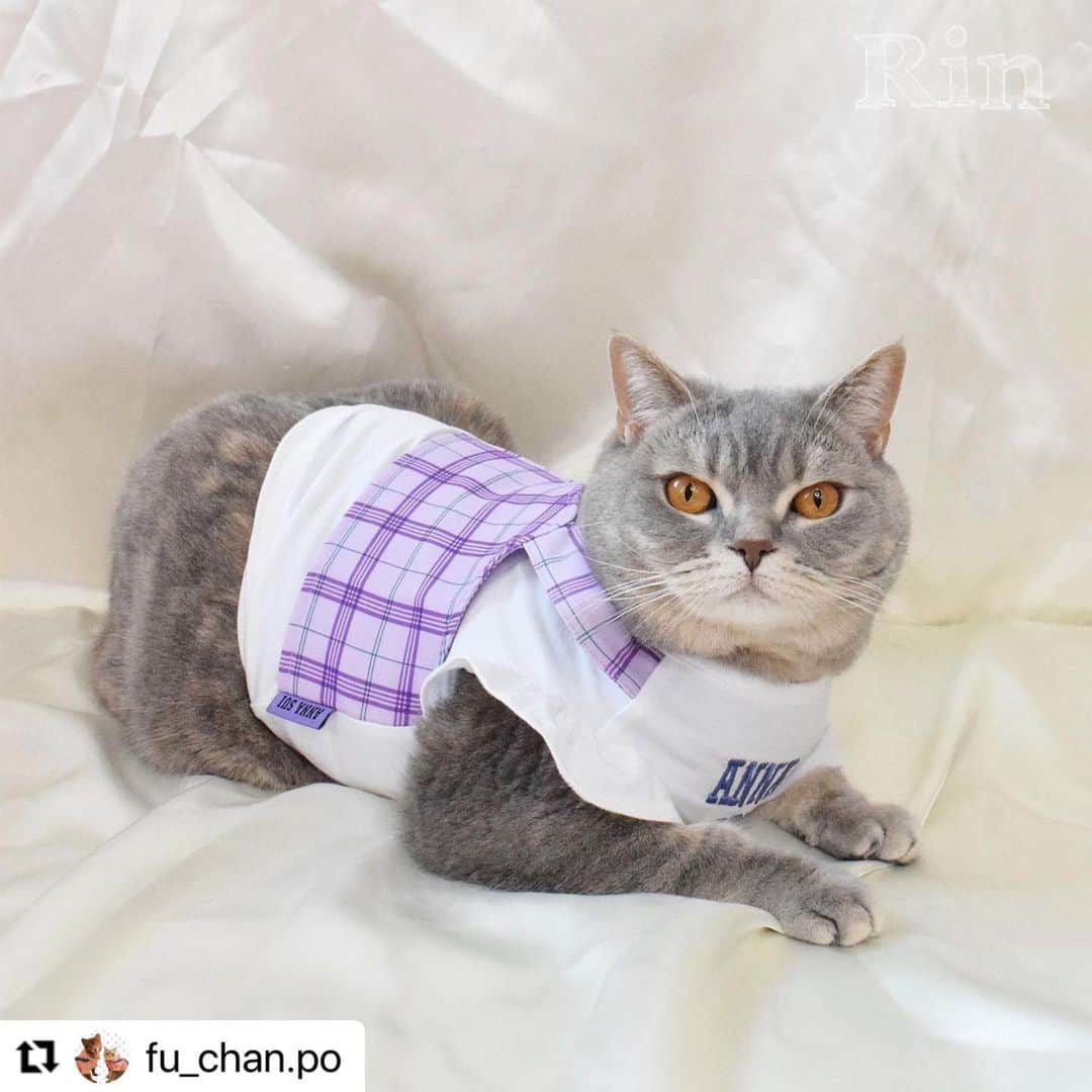 Caluluさんのインスタグラム写真 - (CaluluInstagram)「ANNA  SUIの新作ウェアを着て頂きました💜🐈  とても可愛いです😍🌹着こなしもばっちりでおしゃれにゃんこちゃんですね🌼  ねこちゃんにもサイズが合えば着ていただけますよ♪  とってもお似合いですので、ぜひ沢山着てくださいね💗  #Repost @fu_chan.po with @use.repost ・・・ かわいいお洋服📸  . @calulu_dogwear さんの「2023春夏新商品ドッグウェアプレゼントキャンペーン」当選して、かわいいお洋服送っていただきました！👗 本当に、かわいいお洋服たくさんで、たくさん着させていただいてますが…今回のお洋服もすごくかわいい！！❤️‍🔥❤️‍🔥❤️‍🔥 . 「チェック柄ビスチェドッキングTシャツ」は色合いがもう飼い主のどストライク！！！かわいすぎる💖動きやすいみたいでずっと着たまま遊んでました！♡普段使いできそう！🐾  「サテンワンピース」はゆったりめで着心地良いみたい♡こっちは、おめかししたい日に着ます！🐈‍⬛ . 春夏は、この2着でたくさん写真・動画撮ります！！📸 素敵なお洋服ありがとうございました♡  🐈‍⬛りん ブリティッシュ・ショートヘア 約6kg、2Lサイズ着用  . #カルル #カルルドッグウェア #カルルにゃんこの会 #annasui #アナスイ #ペット服 #犬服 #猫服 #ねこすたぐらむ #猫 #cat #catstagram #ブリティッシュショートヘア #ブリティッシュ #britishshorthair #春夏コーデ #春コーデ #夏コーデ #猫コーデ #ねこすたぐらむ #ねこのいる生活 #ねこ部 #アナスイ #annasui」4月19日 11時57分 - calulu_dogwear