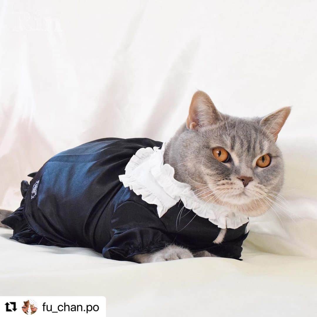 Caluluさんのインスタグラム写真 - (CaluluInstagram)「ANNA  SUIの新作ウェアを着て頂きました💜🐈  とても可愛いです😍🌹着こなしもばっちりでおしゃれにゃんこちゃんですね🌼  ねこちゃんにもサイズが合えば着ていただけますよ♪  とってもお似合いですので、ぜひ沢山着てくださいね💗  #Repost @fu_chan.po with @use.repost ・・・ かわいいお洋服📸  . @calulu_dogwear さんの「2023春夏新商品ドッグウェアプレゼントキャンペーン」当選して、かわいいお洋服送っていただきました！👗 本当に、かわいいお洋服たくさんで、たくさん着させていただいてますが…今回のお洋服もすごくかわいい！！❤️‍🔥❤️‍🔥❤️‍🔥 . 「チェック柄ビスチェドッキングTシャツ」は色合いがもう飼い主のどストライク！！！かわいすぎる💖動きやすいみたいでずっと着たまま遊んでました！♡普段使いできそう！🐾  「サテンワンピース」はゆったりめで着心地良いみたい♡こっちは、おめかししたい日に着ます！🐈‍⬛ . 春夏は、この2着でたくさん写真・動画撮ります！！📸 素敵なお洋服ありがとうございました♡  🐈‍⬛りん ブリティッシュ・ショートヘア 約6kg、2Lサイズ着用  . #カルル #カルルドッグウェア #カルルにゃんこの会 #annasui #アナスイ #ペット服 #犬服 #猫服 #ねこすたぐらむ #猫 #cat #catstagram #ブリティッシュショートヘア #ブリティッシュ #britishshorthair #春夏コーデ #春コーデ #夏コーデ #猫コーデ #ねこすたぐらむ #ねこのいる生活 #ねこ部 #アナスイ #annasui」4月19日 11時57分 - calulu_dogwear