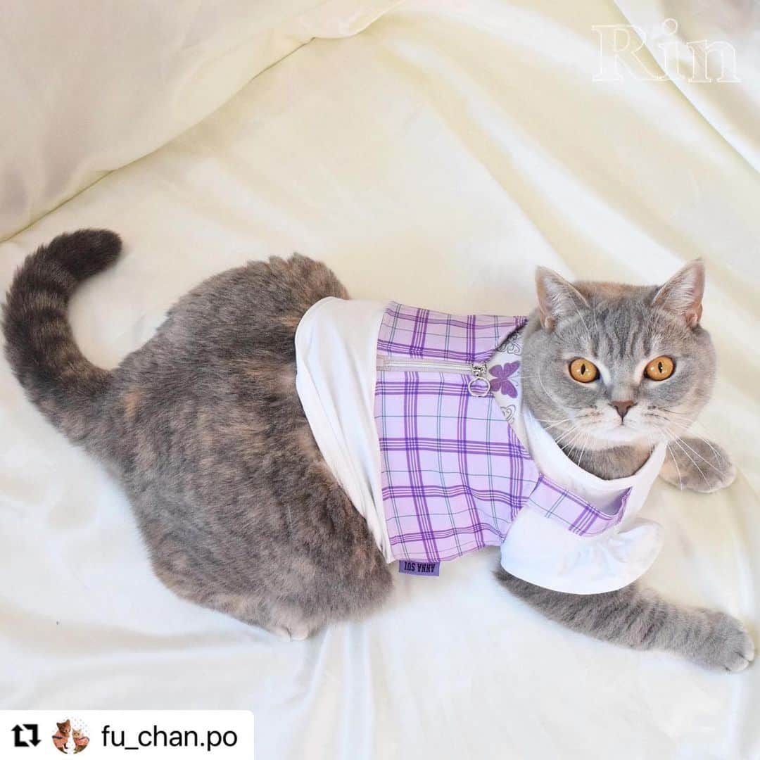 Caluluさんのインスタグラム写真 - (CaluluInstagram)「ANNA  SUIの新作ウェアを着て頂きました💜🐈  とても可愛いです😍🌹着こなしもばっちりでおしゃれにゃんこちゃんですね🌼  ねこちゃんにもサイズが合えば着ていただけますよ♪  とってもお似合いですので、ぜひ沢山着てくださいね💗  #Repost @fu_chan.po with @use.repost ・・・ かわいいお洋服📸  . @calulu_dogwear さんの「2023春夏新商品ドッグウェアプレゼントキャンペーン」当選して、かわいいお洋服送っていただきました！👗 本当に、かわいいお洋服たくさんで、たくさん着させていただいてますが…今回のお洋服もすごくかわいい！！❤️‍🔥❤️‍🔥❤️‍🔥 . 「チェック柄ビスチェドッキングTシャツ」は色合いがもう飼い主のどストライク！！！かわいすぎる💖動きやすいみたいでずっと着たまま遊んでました！♡普段使いできそう！🐾  「サテンワンピース」はゆったりめで着心地良いみたい♡こっちは、おめかししたい日に着ます！🐈‍⬛ . 春夏は、この2着でたくさん写真・動画撮ります！！📸 素敵なお洋服ありがとうございました♡  🐈‍⬛りん ブリティッシュ・ショートヘア 約6kg、2Lサイズ着用  . #カルル #カルルドッグウェア #カルルにゃんこの会 #annasui #アナスイ #ペット服 #犬服 #猫服 #ねこすたぐらむ #猫 #cat #catstagram #ブリティッシュショートヘア #ブリティッシュ #britishshorthair #春夏コーデ #春コーデ #夏コーデ #猫コーデ #ねこすたぐらむ #ねこのいる生活 #ねこ部 #アナスイ #annasui」4月19日 11時57分 - calulu_dogwear