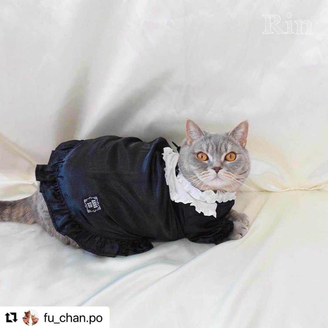 Caluluさんのインスタグラム写真 - (CaluluInstagram)「ANNA  SUIの新作ウェアを着て頂きました💜🐈  とても可愛いです😍🌹着こなしもばっちりでおしゃれにゃんこちゃんですね🌼  ねこちゃんにもサイズが合えば着ていただけますよ♪  とってもお似合いですので、ぜひ沢山着てくださいね💗  #Repost @fu_chan.po with @use.repost ・・・ かわいいお洋服📸  . @calulu_dogwear さんの「2023春夏新商品ドッグウェアプレゼントキャンペーン」当選して、かわいいお洋服送っていただきました！👗 本当に、かわいいお洋服たくさんで、たくさん着させていただいてますが…今回のお洋服もすごくかわいい！！❤️‍🔥❤️‍🔥❤️‍🔥 . 「チェック柄ビスチェドッキングTシャツ」は色合いがもう飼い主のどストライク！！！かわいすぎる💖動きやすいみたいでずっと着たまま遊んでました！♡普段使いできそう！🐾  「サテンワンピース」はゆったりめで着心地良いみたい♡こっちは、おめかししたい日に着ます！🐈‍⬛ . 春夏は、この2着でたくさん写真・動画撮ります！！📸 素敵なお洋服ありがとうございました♡  🐈‍⬛りん ブリティッシュ・ショートヘア 約6kg、2Lサイズ着用  . #カルル #カルルドッグウェア #カルルにゃんこの会 #annasui #アナスイ #ペット服 #犬服 #猫服 #ねこすたぐらむ #猫 #cat #catstagram #ブリティッシュショートヘア #ブリティッシュ #britishshorthair #春夏コーデ #春コーデ #夏コーデ #猫コーデ #ねこすたぐらむ #ねこのいる生活 #ねこ部 #アナスイ #annasui」4月19日 11時57分 - calulu_dogwear