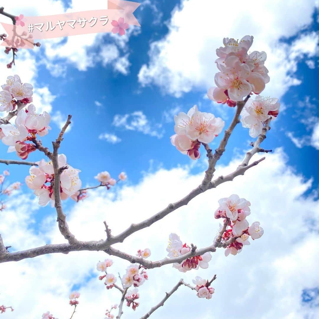 poroco（ポロコ）さんのインスタグラム写真 - (poroco（ポロコ）Instagram)「「#マルヤマサクラ」ハッシュタグ企画にたくさんの投稿ありがとうございます✨  ハッシュタグ企画は5/20まで継続中ですので、ぜひお付き合いくださいませ😊✨ 円山エリアで撮影した”桜色のもの”を写した画像をインスタグラムに投稿し、 #マルヤマサクラとハッシュタグをつけて頂ければOKです。 屋内外問わず、お出かけして桜色の何かを見つけてくださいね！  さて！今日は、 @sp3d8dd9さんのお写真をリポストさせていただきます😊 札幌も開花宣言が出て、お花見が始まりましたね！  Repost from @sp3d8dd9  #北海道神宮 これから梅が見頃に𓂃𓂂ꕤ*.ﾟ 桜は未だ...  着流しカップルが素敵でパシャり  @jinguuchaya_hokkaido #神宮茶屋 あんこ餅をプレスして焼き 外側がパリパリ、中央がもっちり お煎餅みたいな和菓子が美味いの♡  円山公園や北海道神宮では 飲食を伴うお花見が解禁になり 屋台が出て週末は賑わいそう♪ BBQとかの火気の使用は禁止ですよ⚠︎  可愛いリスに出会えた🐿  #梅#紅梅#白梅#福レ餅#焼きたて福レ餅#円山公園#円山#マルヤマサクラ 今年度は時短勤務で、仕事帰りに地下鉄3駅歩いたお。」4月19日 11時58分 - poroco_magazine