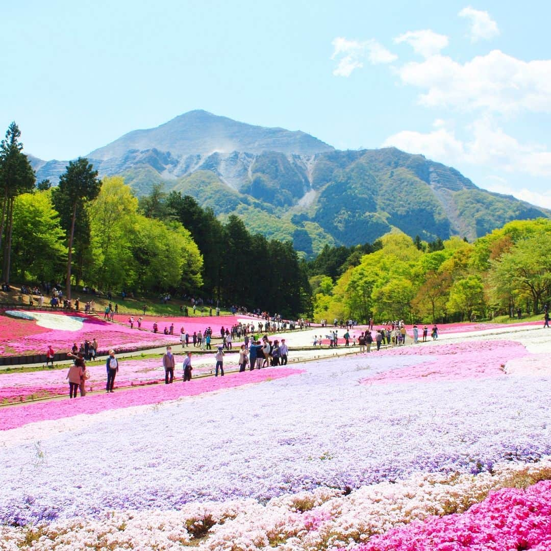 旅行比較サイト・トラベルコ 理想の旅を、いちばん安く。さんのインスタグラム写真 - (旅行比較サイト・トラベルコ 理想の旅を、いちばん安く。Instagram)「#羊山公園 / 埼玉  武甲山の麓にある羊山公園「芝桜の丘」。  広さ約17,600平方メートルもの広大な大地に、10種40万株以上の芝桜が一斉に咲き誇るさまは圧巻🌸🌸  丘全体が鮮やかに彩られるのは例年4月中旬頃からで、見頃は5月上旬のGW前後。「芝桜まつり」では各種イベントも開催されます。  ●羊山公園 芝桜まつり 2023年4月14日（金）～5月7日（日） ※開花状況、イベント詳細は秩父観光協会サイトにてご確認ください ━━━━━━━━━━━ 📍 #羊山公園 （埼玉県秩父市） ━━━━━━━━━━━ 羊山公園の詳しいスポット情報はこちら👇 https://www.tour.ne.jp/j_spot/126897/  Photo: PIXTA  ********** あなたが旅先で出合った素敵な風景に #トラベルコ または #travelko をつけて投稿してみてください📷 こちらのアカウントで紹介させていただくかも！  投稿を見て「行きたい！」と思ったら保存でクリップ。 フォロー＆いいねもお願いします🌟  ********** 国内海外1500以上の旅行サイトをまとめて比較！ 旅行の最安値を探すなら「トラベルコ」  プロフィール欄のURLから早速検索🔍 @travelko_official  #芝桜 #芝桜の丘 #芝桜まつり #秩父 #saitama #埼玉 #埼玉県 #埼玉旅行 #埼玉観光 #国内旅行 #日本の絶景 #japantrip #japantravel #絶景 #フォトジェニック #ファインダー越しの私の世界 #誰かに見せたい景色 #旅行好きな人と繋がりたい #写真好きな人と繋がりたい #女子旅 #一人旅 #旅行好き #旅 #旅行 #観光 #trip #travelko #トラベルコ」4月19日 12時00分 - travelko_official