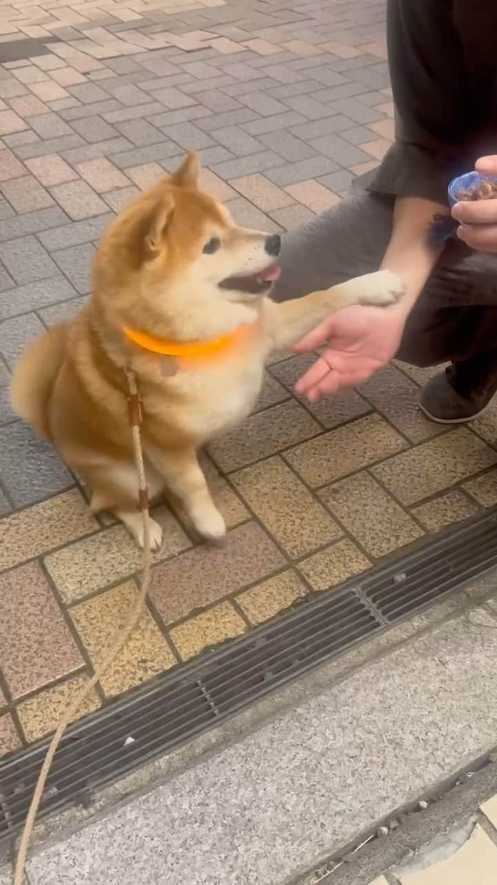 豆柴つむじくんのインスタグラム