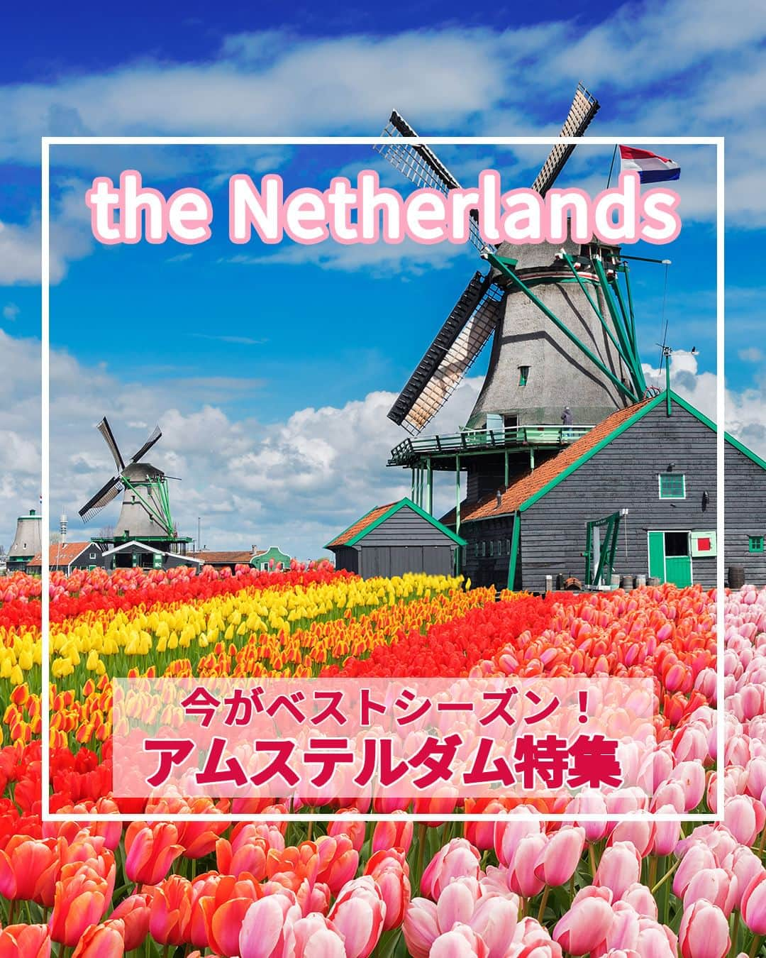 旅工房公式のインスタグラム：「＼3～5月はチューリップの季節🌷！／  #オランダ #アムステルダム    こんにちは！☺  今回は春こそ行きたい！チューリップが大人気のオランダ・アムステルダムを大特集！  観光地だけではなくグルメやスイーツもまとめています✨    次の海外旅行の参考になりますように＼(^o^)／ 💚    ━━━━━━━━━━━━━━━    📍運河クルーズ   「北のベネチア」とも呼ばれるアムステルダム！  たくさんの運河が街中にあります◎  運河を巡るクルーズでは、美しい街並み運河の上から見ることができます♪夜のライトアップの時間もおすすめです！    📍アムステルダム国立美術館  17世紀のオランダ絵画が充実している美術館。  世界的に有名な絵画が多数展示されているので、旅行中に一度は立ち寄って頂きたい場所です♪  見どころはフェルメールの「牛乳を注ぐ女」！    📍ゴッホ美術館 @yuzofujitani さん  オランダ出身の画家フィンセント・ファン・ゴッホの作品を展示している美術館！  『ひまわり』『畑で仕事をする農夫』『カンヴァスの前の自画像』など、数々の名画を鑑賞することが出来ますよ◎    📍キューケンホフ公園  アムステルダムからバスや車で１時間弱で行くことのできる世界最大の花の公園！  花が満開になる3月中旬～5月初旬のみ開園しています。  満開のチューリップはまさに絶景！オランダらしい景色が見れますよ♪    📍Vleminckx de Sausmeester @miyakesoshismさん  オランダの名物の1つに「フリット」と呼ばれるフライドポテトがあります。  街中にはフリット専門店が多数ありますが、中でも人気なのがこちらのお店！  たっぷりのソースとポテトの相性が抜群です♪    📍Van Wonderen Stroopwafels @niakhossravi さん  フォトジェニックなスイーツが食べたいならここがおすすめ♪  焼きたてのストロープワッフルを食べることが出来ます。  かわいいトッピングがSNS映えすると大人気◎      この記事を読んで、ぜひ参考にしてみて下さい＼(^o^)／💛          #旅工房 #オランダ女子旅 #オランダ旅行 #アムステルダム旅行 #オランダグルメ #オランダスイーツ #オランダカフェ #アムステルダムカフェ #アムステルダムグルメ #リゾート #チューリップ #ヨーロッパ旅行 #チューリップ畑 #ストロープワッフル #フリット #フライドポテト #キューケンホフ公園 #ゴッホ美術館 #アムステルダム国立美術館 #世界遺産 #旅行好きな人と繋がりたい #海外旅行準備 #旅好き女子 #妄想旅行 #海外旅行行きたい #海外旅行計画 #旅スタグラム #海外一人旅」