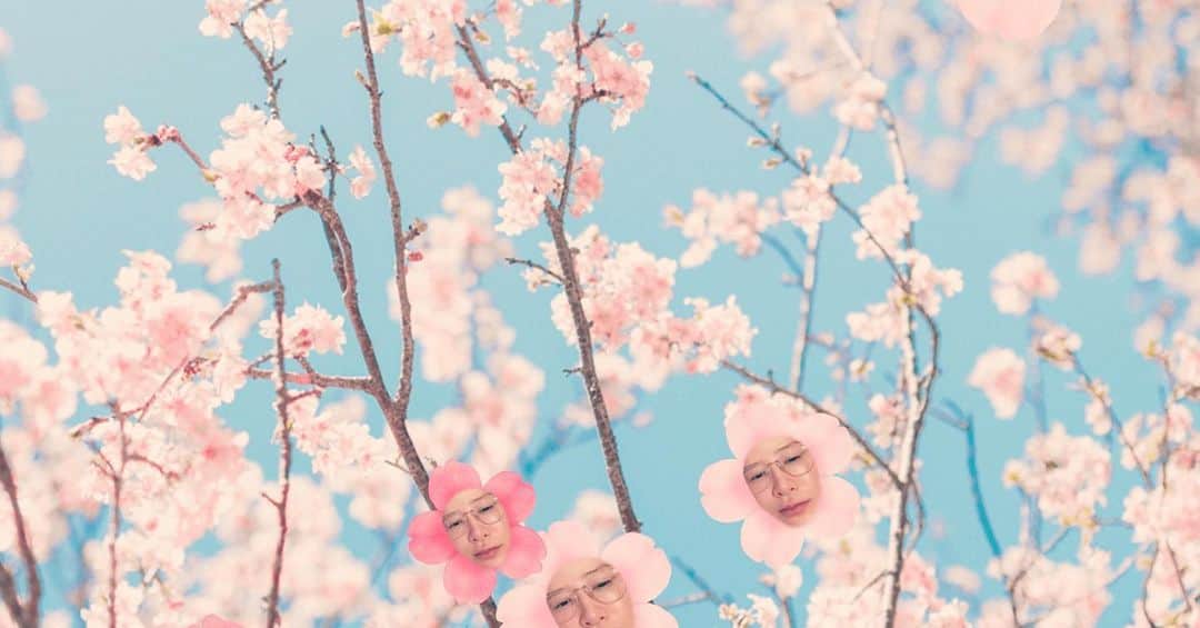 手島優さんのインスタグラム写真 - (手島優Instagram)「・  お花見出来なかった方。  どうぞ🌸　  #お花見　#さくら　#🌸」4月19日 12時17分 - tejimayuu0827