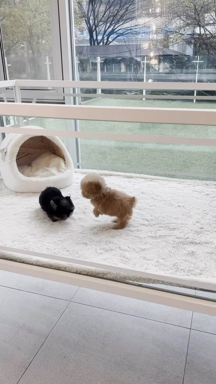 Rolly Pups INCのインスタグラム：「@rollypups.official @kpups.official New Arrivals!  Female Yorkie & Female Poodle Reserve before they get posted! 😍  #instadog #instapuppy #puppy #pet #petstagram #petsofinstagram #teacuppuppies #teacuppuppy #teacupdog」