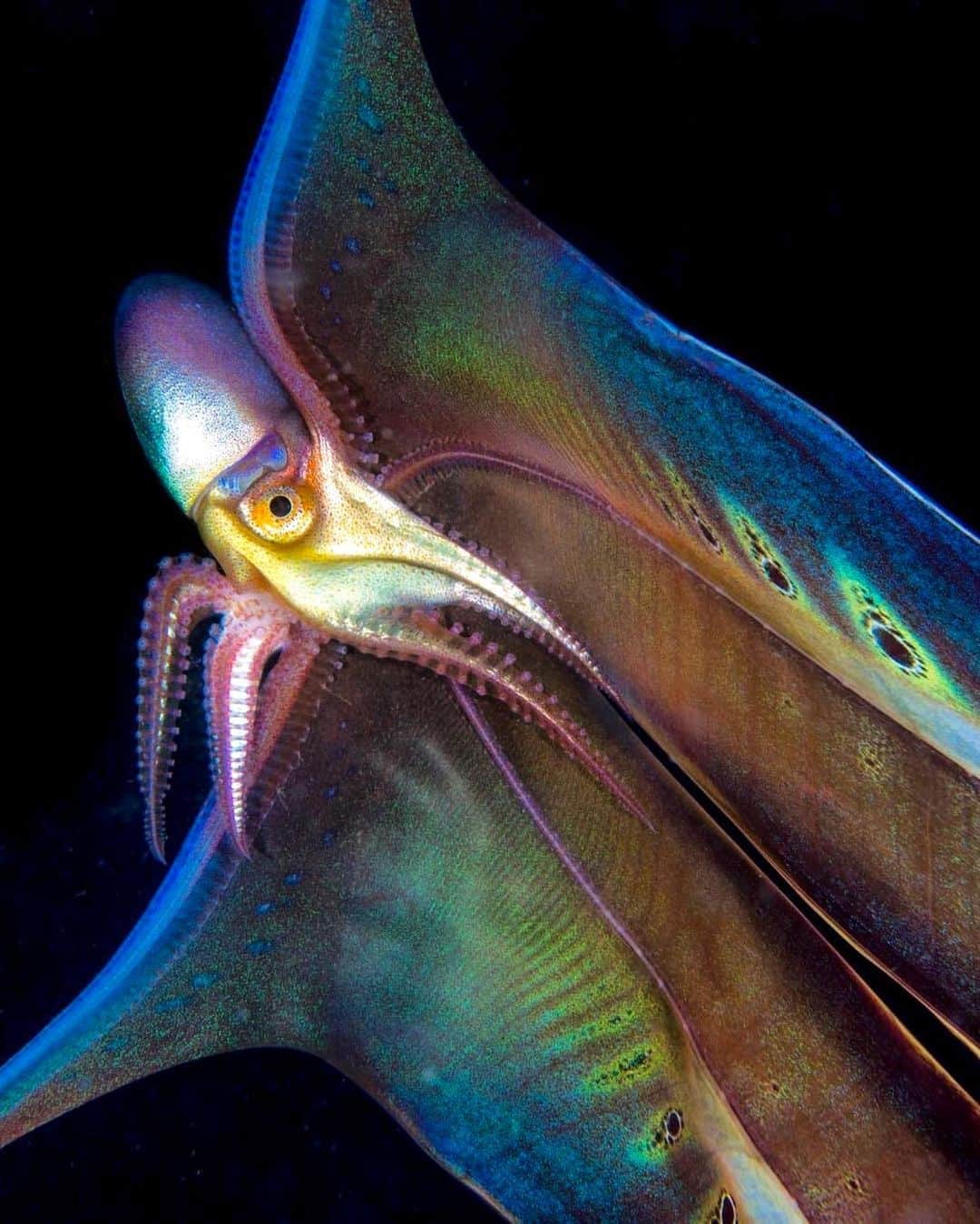 アメリカ自然史博物館のインスタグラム：「Wish you had a built-in blanket? Well, this cephalopod doesn’t need to wish… Meet the Indo-Pacific blanket octopus (Tremoctopus gracilis)! 🐙While males are tiny, rarely growing more than a few centimeters long, females are more than 10,000 times that size—reaching lengths of up to 6 ft (2 m)! Females also sport massive “blankets,” which are actually webs of skin connecting their dorsal arms. When threatened, they can drop these appendages, distracting predators as they make their escape.   Photo: mbartick, CC BY-NC 4.0, iNautralist  #octopus #octopuses #cephalopod #amazingnature #marinebiology #science」