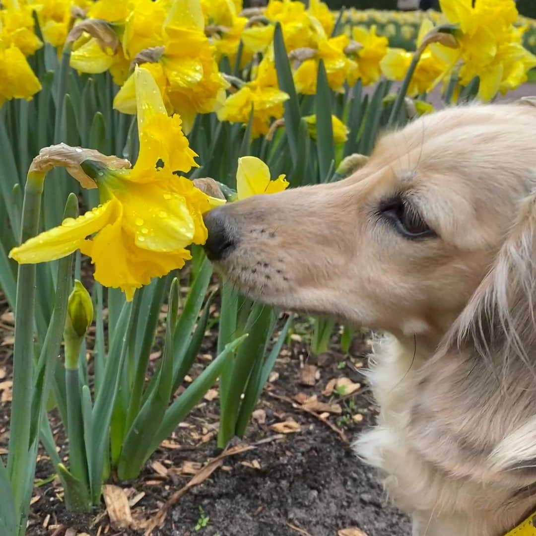 Crusoe the Celebrity Dachshundさんのインスタグラム写真 - (Crusoe the Celebrity DachshundInstagram)「“We found the flowers! But they aren’t that hard to find in Holland!” 😉🌷~ Crusoe」4月19日 4時23分 - crusoe_dachshund