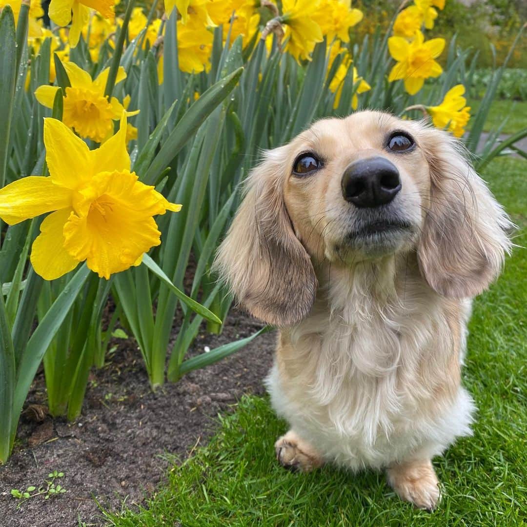Crusoe the Celebrity Dachshundさんのインスタグラム写真 - (Crusoe the Celebrity DachshundInstagram)「“We found the flowers! But they aren’t that hard to find in Holland!” 😉🌷~ Crusoe」4月19日 4時23分 - crusoe_dachshund