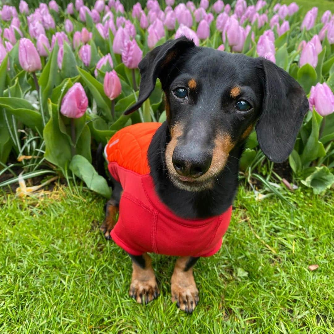 Crusoe the Celebrity Dachshundさんのインスタグラム写真 - (Crusoe the Celebrity DachshundInstagram)「“We found the flowers! But they aren’t that hard to find in Holland!” 😉🌷~ Crusoe」4月19日 4時23分 - crusoe_dachshund