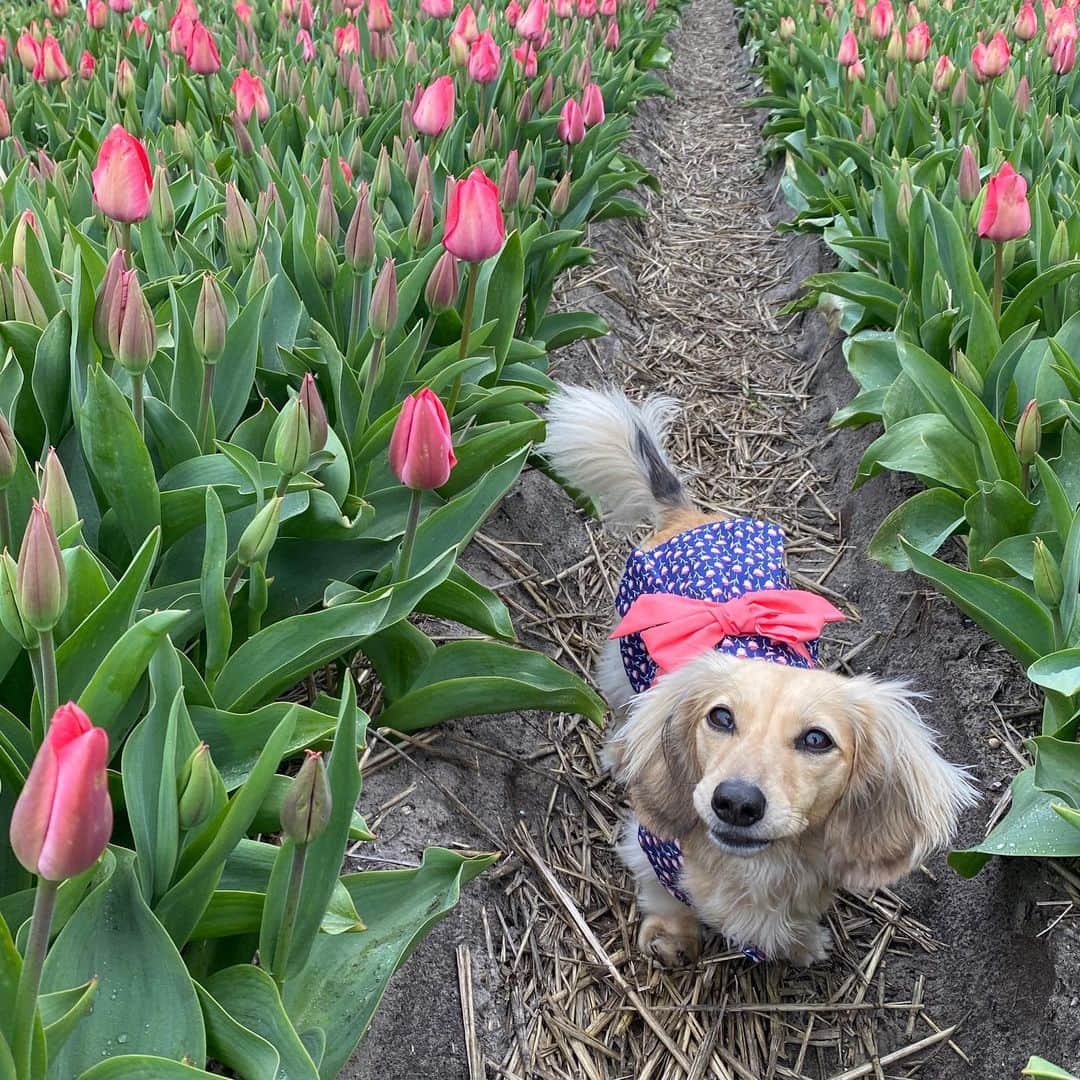 Crusoe the Celebrity Dachshundのインスタグラム：「“We found the flowers! But they aren’t that hard to find in Holland!” 😉🌷~ Crusoe」