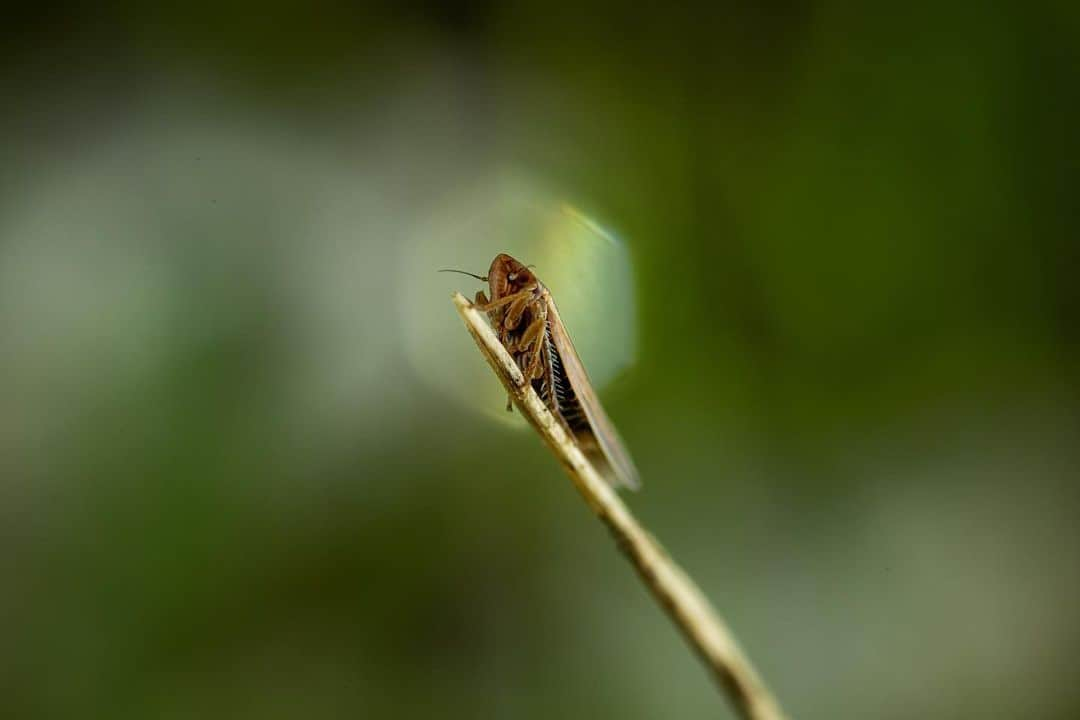 アンジー・ペインさんのインスタグラム写真 - (アンジー・ペインInstagram)「Spring things from local wanderings.  • • • #macro #macrophotography #nature #naturephotography」4月19日 4時30分 - angelajpayne