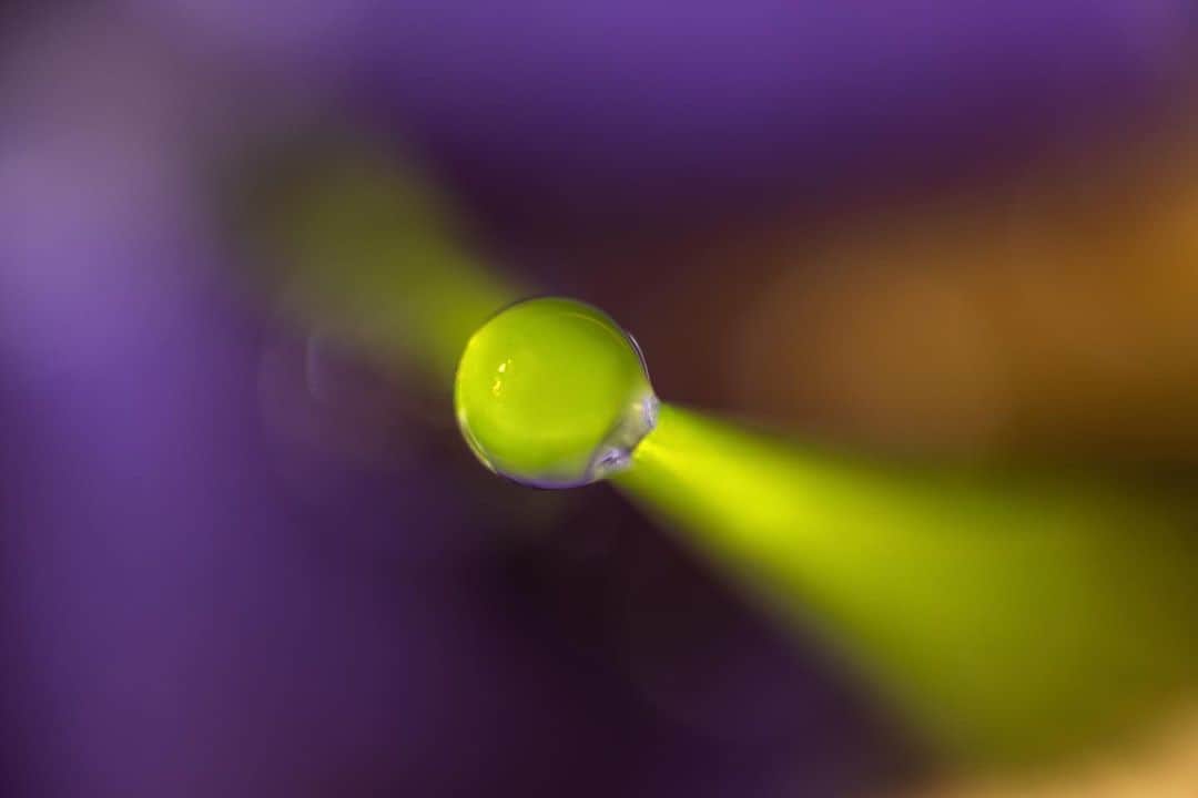 アンジー・ペインのインスタグラム：「Spring things from local wanderings.  • • • #macro #macrophotography #nature #naturephotography」