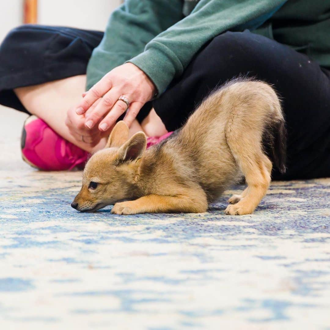 Rylaiのインスタグラム：「Happy Tuesday from some of our amazing canids that call the #jabcecc home.  The center is home to some unique canids; however what is more special is that each and everyone of our canids have an amazing personality all to their own!  Whether captive born, domesticated, wild born…fox, coyote, jackal or wolf- each and every single individual is unique. This is something we want our guests and followers to truly understand. Every soul has a right to live- a right to be free from harm by humans- a right to joy. We know that surrounding ourselves with these canids creates calm and joy in humans. They bring so much peace to not just us, but those they meet! We know they can help you recalibrate, refocus, and fall in love with life! We have opened up some encounters for this weekend. Schedule an encounter and a chance to see these babies!! . We have been honored to bring in these new #blackbackjackals to the center and are excited to share their sparkling spirits as they grow. We will also be bringing in 4 adult foxes from a facility that is closing.  . We need your help to build more enclosures. If you have time and are handy and want to help us create large enclosures for our canids- please complete a volunteer application on our website.  . . Perimeter fencing and enclosures are supported by @arcticfoxhaircolor  . . If you would like to Sponsor one of the baby jackals, they have been added to the website - and they have an Amazon list ;)  . Photos by @coopergrahamphotography  #jabcecc #bbj #wolf #fox #sandiego」