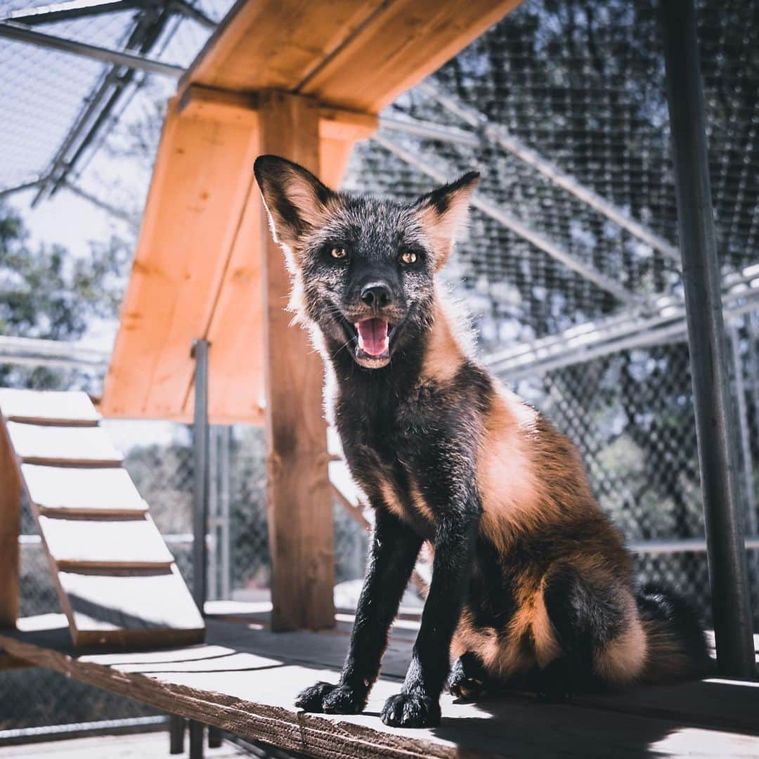 Rylaiさんのインスタグラム写真 - (RylaiInstagram)「Happy Tuesday from some of our amazing canids that call the #jabcecc home.  The center is home to some unique canids; however what is more special is that each and everyone of our canids have an amazing personality all to their own!  Whether captive born, domesticated, wild born…fox, coyote, jackal or wolf- each and every single individual is unique. This is something we want our guests and followers to truly understand. Every soul has a right to live- a right to be free from harm by humans- a right to joy. We know that surrounding ourselves with these canids creates calm and joy in humans. They bring so much peace to not just us, but those they meet! We know they can help you recalibrate, refocus, and fall in love with life! We have opened up some encounters for this weekend. Schedule an encounter and a chance to see these babies!! . We have been honored to bring in these new #blackbackjackals to the center and are excited to share their sparkling spirits as they grow. We will also be bringing in 4 adult foxes from a facility that is closing.  . We need your help to build more enclosures. If you have time and are handy and want to help us create large enclosures for our canids- please complete a volunteer application on our website.  . . Perimeter fencing and enclosures are supported by @arcticfoxhaircolor  . . If you would like to Sponsor one of the baby jackals, they have been added to the website - and they have an Amazon list ;)  . Photos by @coopergrahamphotography  #jabcecc #bbj #wolf #fox #sandiego」4月19日 5時09分 - jabcecc