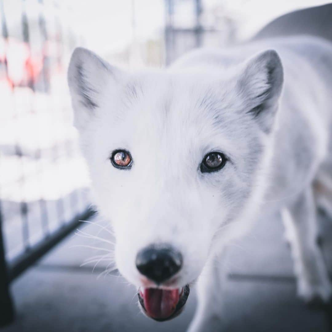 Rylaiさんのインスタグラム写真 - (RylaiInstagram)「Happy Tuesday from some of our amazing canids that call the #jabcecc home.  The center is home to some unique canids; however what is more special is that each and everyone of our canids have an amazing personality all to their own!  Whether captive born, domesticated, wild born…fox, coyote, jackal or wolf- each and every single individual is unique. This is something we want our guests and followers to truly understand. Every soul has a right to live- a right to be free from harm by humans- a right to joy. We know that surrounding ourselves with these canids creates calm and joy in humans. They bring so much peace to not just us, but those they meet! We know they can help you recalibrate, refocus, and fall in love with life! We have opened up some encounters for this weekend. Schedule an encounter and a chance to see these babies!! . We have been honored to bring in these new #blackbackjackals to the center and are excited to share their sparkling spirits as they grow. We will also be bringing in 4 adult foxes from a facility that is closing.  . We need your help to build more enclosures. If you have time and are handy and want to help us create large enclosures for our canids- please complete a volunteer application on our website.  . . Perimeter fencing and enclosures are supported by @arcticfoxhaircolor  . . If you would like to Sponsor one of the baby jackals, they have been added to the website - and they have an Amazon list ;)  . Photos by @coopergrahamphotography  #jabcecc #bbj #wolf #fox #sandiego」4月19日 5時09分 - jabcecc