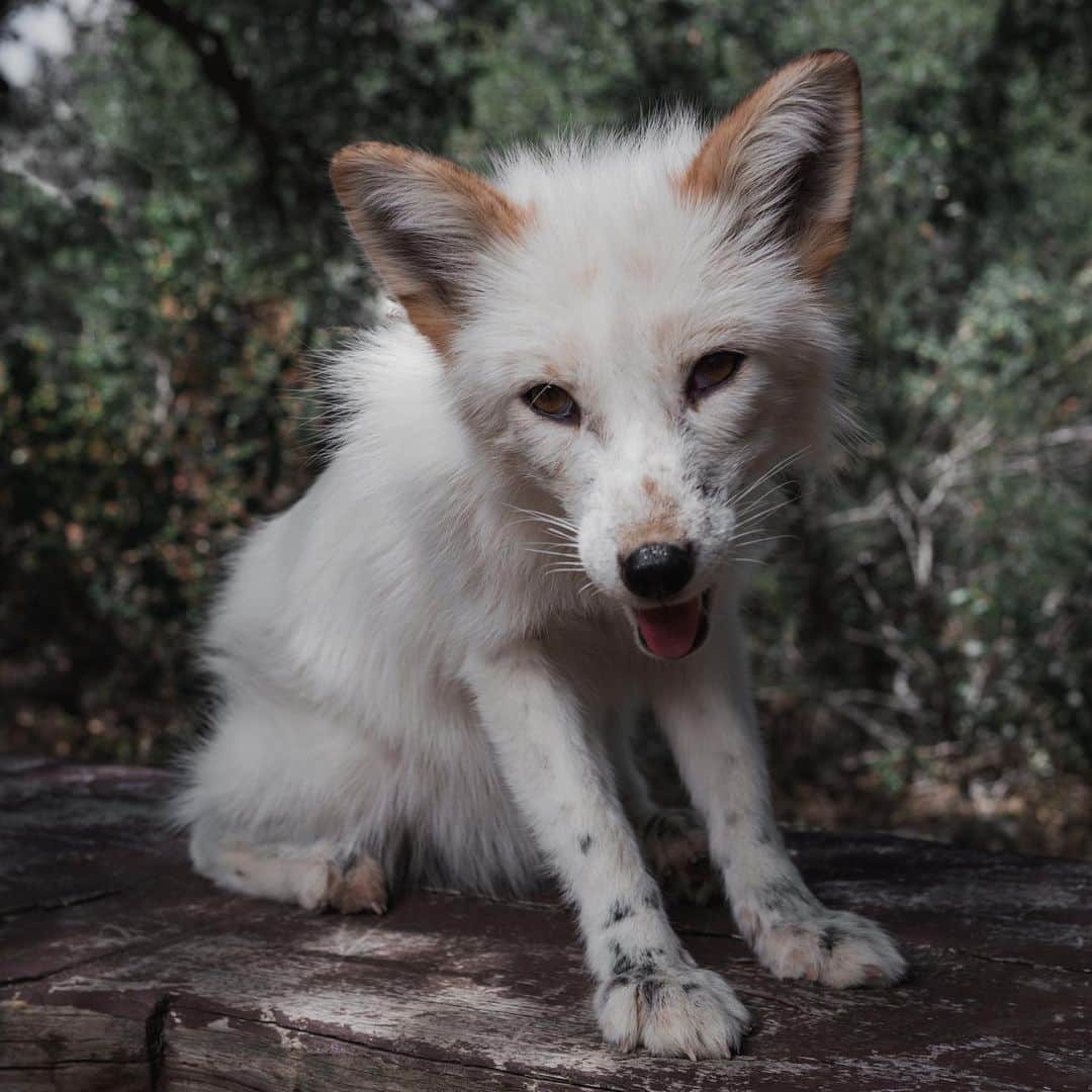 Rylaiさんのインスタグラム写真 - (RylaiInstagram)「Happy Tuesday from some of our amazing canids that call the #jabcecc home.  The center is home to some unique canids; however what is more special is that each and everyone of our canids have an amazing personality all to their own!  Whether captive born, domesticated, wild born…fox, coyote, jackal or wolf- each and every single individual is unique. This is something we want our guests and followers to truly understand. Every soul has a right to live- a right to be free from harm by humans- a right to joy. We know that surrounding ourselves with these canids creates calm and joy in humans. They bring so much peace to not just us, but those they meet! We know they can help you recalibrate, refocus, and fall in love with life! We have opened up some encounters for this weekend. Schedule an encounter and a chance to see these babies!! . We have been honored to bring in these new #blackbackjackals to the center and are excited to share their sparkling spirits as they grow. We will also be bringing in 4 adult foxes from a facility that is closing.  . We need your help to build more enclosures. If you have time and are handy and want to help us create large enclosures for our canids- please complete a volunteer application on our website.  . . Perimeter fencing and enclosures are supported by @arcticfoxhaircolor  . . If you would like to Sponsor one of the baby jackals, they have been added to the website - and they have an Amazon list ;)  . Photos by @coopergrahamphotography  #jabcecc #bbj #wolf #fox #sandiego」4月19日 5時09分 - jabcecc