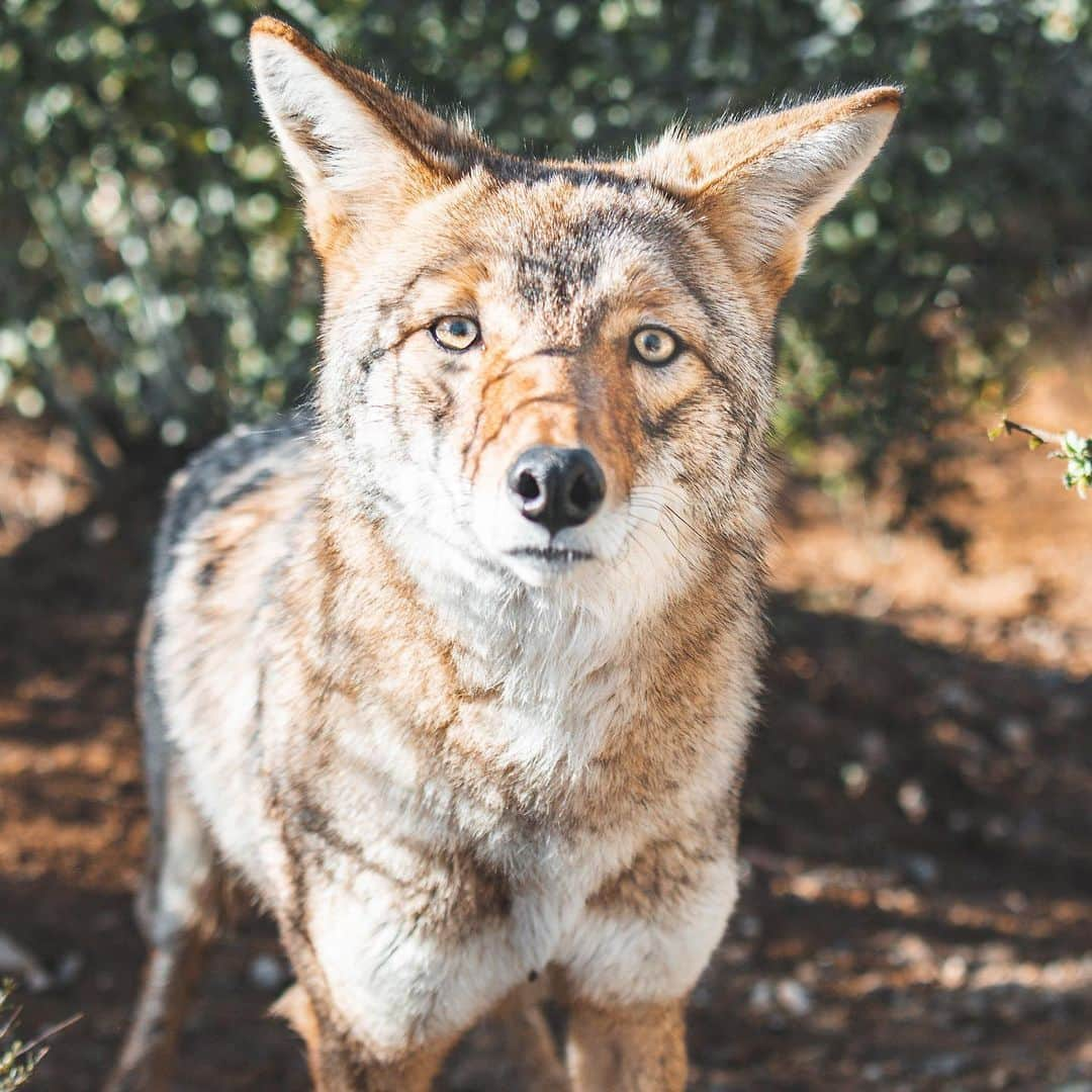 Rylaiさんのインスタグラム写真 - (RylaiInstagram)「Happy Tuesday from some of our amazing canids that call the #jabcecc home.  The center is home to some unique canids; however what is more special is that each and everyone of our canids have an amazing personality all to their own!  Whether captive born, domesticated, wild born…fox, coyote, jackal or wolf- each and every single individual is unique. This is something we want our guests and followers to truly understand. Every soul has a right to live- a right to be free from harm by humans- a right to joy. We know that surrounding ourselves with these canids creates calm and joy in humans. They bring so much peace to not just us, but those they meet! We know they can help you recalibrate, refocus, and fall in love with life! We have opened up some encounters for this weekend. Schedule an encounter and a chance to see these babies!! . We have been honored to bring in these new #blackbackjackals to the center and are excited to share their sparkling spirits as they grow. We will also be bringing in 4 adult foxes from a facility that is closing.  . We need your help to build more enclosures. If you have time and are handy and want to help us create large enclosures for our canids- please complete a volunteer application on our website.  . . Perimeter fencing and enclosures are supported by @arcticfoxhaircolor  . . If you would like to Sponsor one of the baby jackals, they have been added to the website - and they have an Amazon list ;)  . Photos by @coopergrahamphotography  #jabcecc #bbj #wolf #fox #sandiego」4月19日 5時09分 - jabcecc