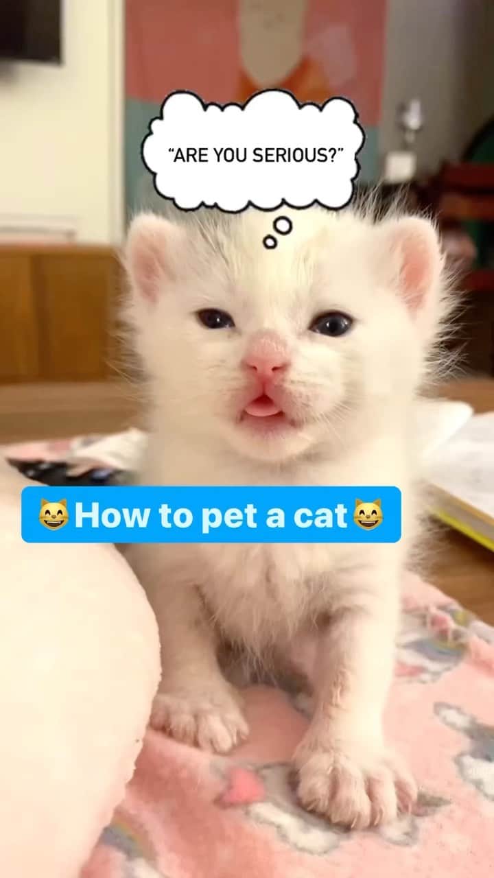 Fresh Stepのインスタグラム：「There’s more than one way to pet a cat. It’s true, every cat is unique! For example, some kitties love tummy scritches, but on others the mere thought of a belly rub could unleash the dreaded bunny kicks of death 🙀  Learn about the best way to pet any kitty with these brilliant tips from Samantha Bell from @bestfriendsanimalsociety 🧡  #Kittens #CatHealth #CatLife #freshstep #freshsteplitter #cattips #cathealthtips」