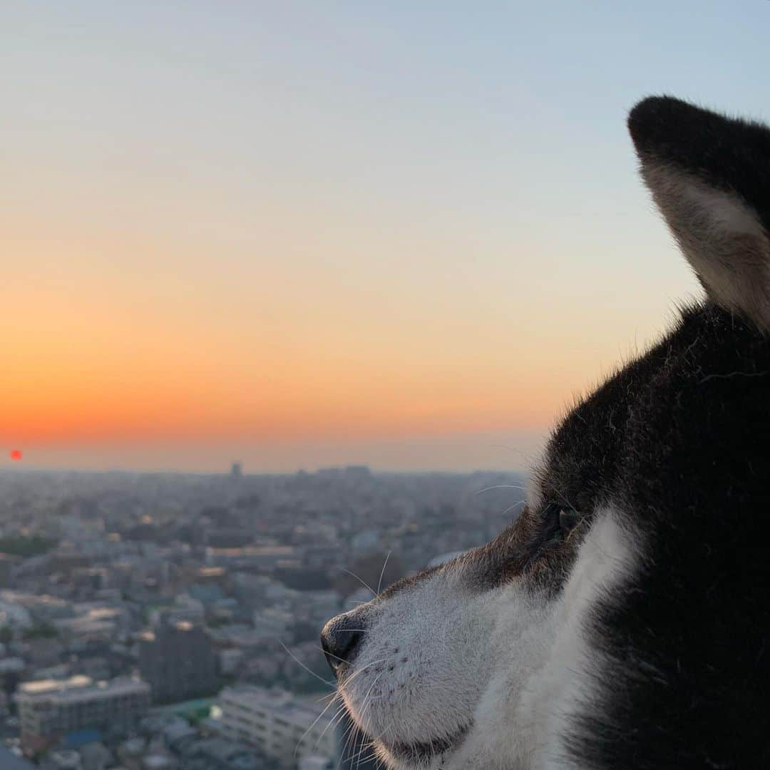 くろさんのインスタグラム写真 - (くろInstagram)「G☺︎☺︎d m☺︎rning TOKYO🌅  #日の出 #朝日 #朝陽  #柴犬 #黒柴 #イッヌ #おはようモーニング  #グッドモーニングトーキョー #柴犬と朝陽 #黒柴と朝日  #朝陽と柴犬 #朝日と柴犬 #黒柴と一緒 #柴犬と一緒  #わんこと一緒 #イッヌと一緒  #sunrisedog #sunriselover #kuroshiba #blackshiba  #shibainu #shibadog #shibastagram #dogstagram #instadog #🌅」4月19日 5時24分 - m6bmw