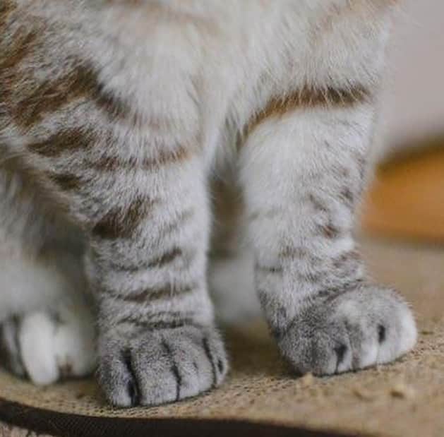 nala_catさんのインスタグラム写真 - (nala_catInstagram)「It’s no declaw day! I'm on a mission to raise awareness about the devastating impact of declawing cats. Did you know that it involves amputating their knuckles? This painful procedure can adversely affect your cat's overall health and wellbeing, leading to behavioral issues that put their safety and happiness at risk. Research shows that declawed cats are prone to biting, litter box problems, and increased risk of abandonment. It's time to advocate for the voiceless felines and say NO to declawing. Will you join me in spreading the word? Head over to @pawproject to learn more about why #PawsNeedClaws #PawProject #nodeclawday 🐾」4月19日 5時25分 - nala_cat