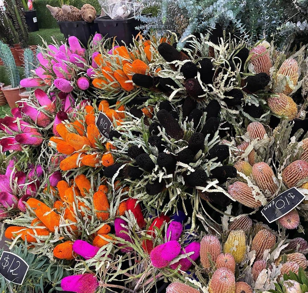 薄田ジュリアさんのインスタグラム写真 - (薄田ジュリアInstagram)「☑︎ こちらで良く見かける花（＾ω＾）  一見扱うのが難しそうだけど…可愛い♡  #オーストラリア原産 #wildflowers  #banksia」4月19日 5時48分 - julia_usuda