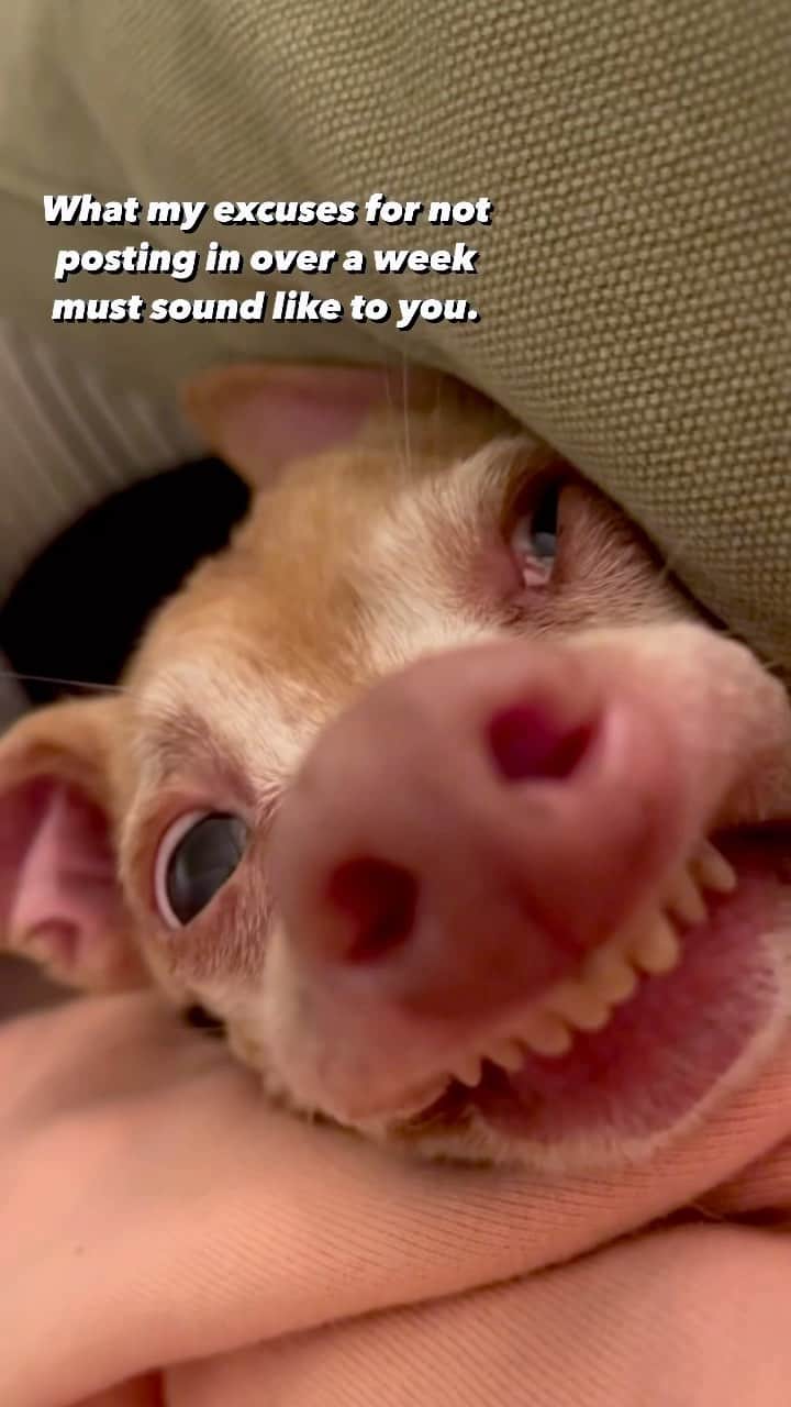 Tuna {breed:chiweenie} のインスタグラム：「Eye really don’t have a good explanation. 🥴  I’m sorry 😩」