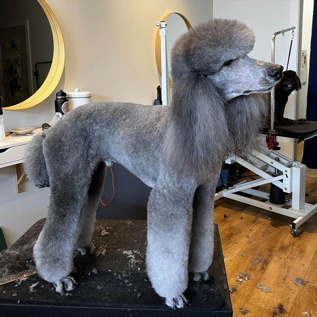 Dogs by Ginaのインスタグラム：「Look at that beautiful scissor work on Pierre the standard poodle!  ✂️ at @napanatural.dogco by Gina Grant, NCMG」