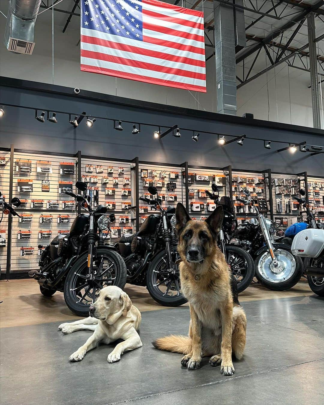 ロバート・パトリックさんのインスタグラム写真 - (ロバート・パトリックInstagram)「Blitz brought Vespa to see @santaclaritaharley today and we made some new friends! @guidedogsofamerica @glendaleharley @harleydavidson #lab #labrador #germanshepherd #germanshepherdsofinstagram #labradorretriever #labradorsofinstagram #dog #dogs #harleydavidson」4月19日 6時42分 - ripfighter