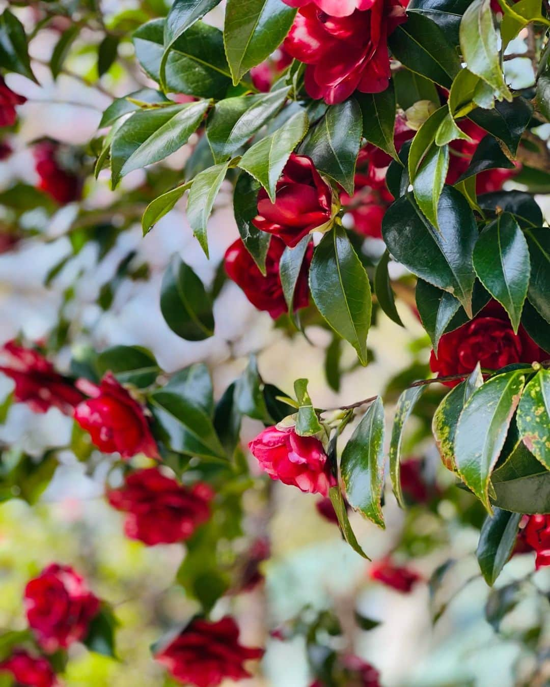 結城アンナさんのインスタグラム写真 - (結城アンナInstagram)「椿🌺Camellia🌺  🕊️Peace & Kindness, may all your dreams come true🕊️  #camellia #椿 #ilovejapan」4月19日 7時03分 - ayukihouse