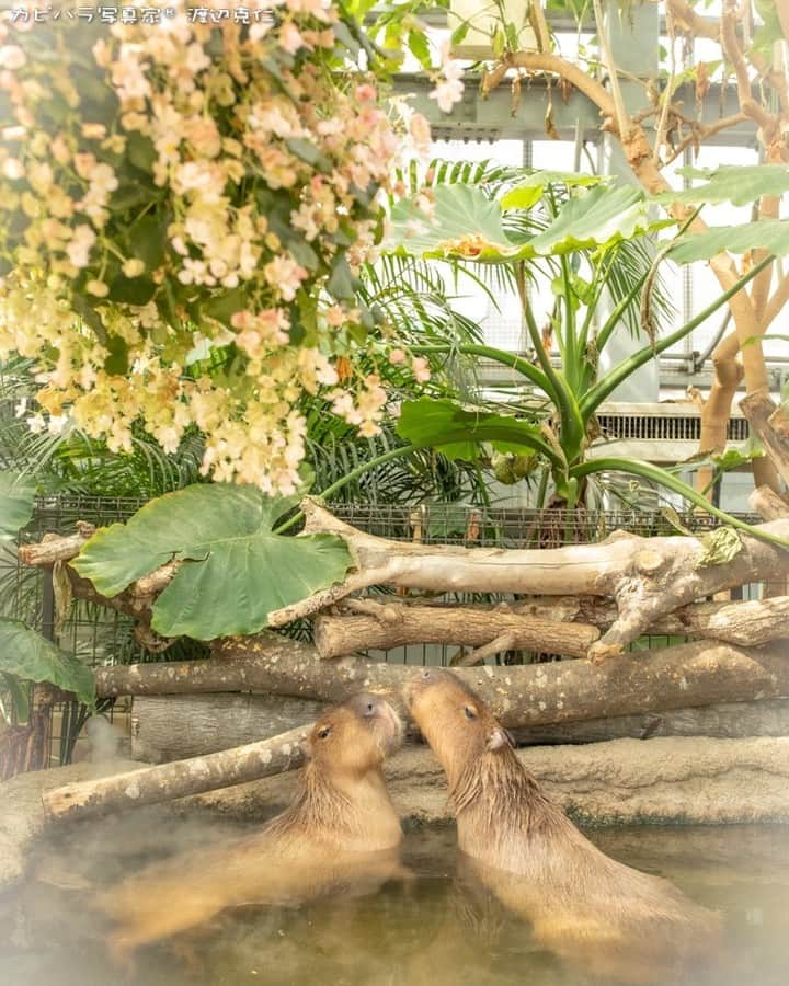 渡辺克仁さんのインスタグラム写真 - (渡辺克仁Instagram)「おはようございます。  #カピバラ #水豚 #capybara #おはよう」4月19日 7時00分 - katsuhito.watanabe