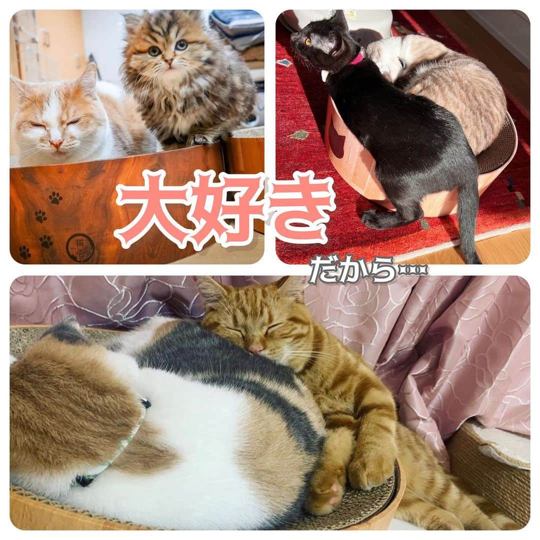 猫壱（ねこいち•ネコイチ）のインスタグラム：「だから、はみ出しても一緒に乗りたいんだよね🤣  @kiki.ruizi さん @coconosuke.maru さん @mil_chai_ さん お写真をありがとうございました😊 お写真の商品は バリバリボウル でした🐈  :::::::::猫壱 :::::::   猫壱商品を使ってくれている写真や動画に【猫壱写真館】のハッシュタグをつけてポストしてください✨  猫壱SNSなどでリポスト・紹介されるかも？！  猫壱HPにも掲載されるチャンスも🥺  ぜひ皆さんハッシュタグをつけてポストしてくださいね🥺    @necoichicojp のハイライトから応募要項をチェックして是非ご応募くださいね❤   Reproduction is  prohibited.  ...........................................................................  #猫壱写真館  #猫壱 #necoichi ...........................................................................」