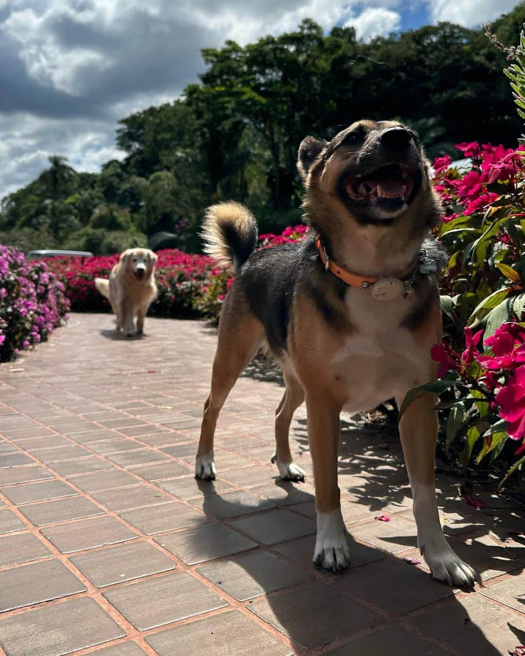 Bobさんのインスタグラム写真 - (BobInstagram)「Mais algumas fotos de como foi nosso fds em família no @uniquegarden  Abrindo o álbum com a mais nova foto do perfil!  Eai gostaram das fotos? . 📍Mairiporã - SP Hotel: @uniquegarden  . #dogs #pets #doglovers #petlovers #goldenretriever #goldenretrievers #viralata #viralatinhasdoinstagram #dogsofinstagram #viagem #familia #familytrip #viagemcompets #petfriendly #petfriendlyhotel #petfriendlysp」4月19日 7時30分 - bob_marley_goldenretriever