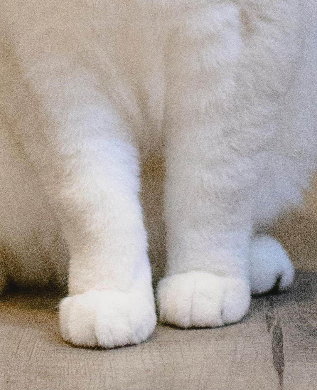 ミスター・ホワイトさんのインスタグラム写真 - (ミスター・ホワイトInstagram)「It’s no declaw day! I'm on a mission to raise awareness about the devastating impact of declawing cats. Did you know that it involves amputating their knuckles? This painful procedure can adversely affect your cat's overall health and wellbeing, leading to behavioral issues that put their safety and happiness at risk. Research shows that declawed cats are prone to biting, litter box problems, and increased risk of abandonment. It's time to advocate for the voiceless felines and say NO to declawing. Will you join me in spreading the word? Head over to @pawproject to learn more about why #PawsNeedClaws #PawProject #nodeclawday 🐾」4月19日 7時25分 - white_coffee_cat