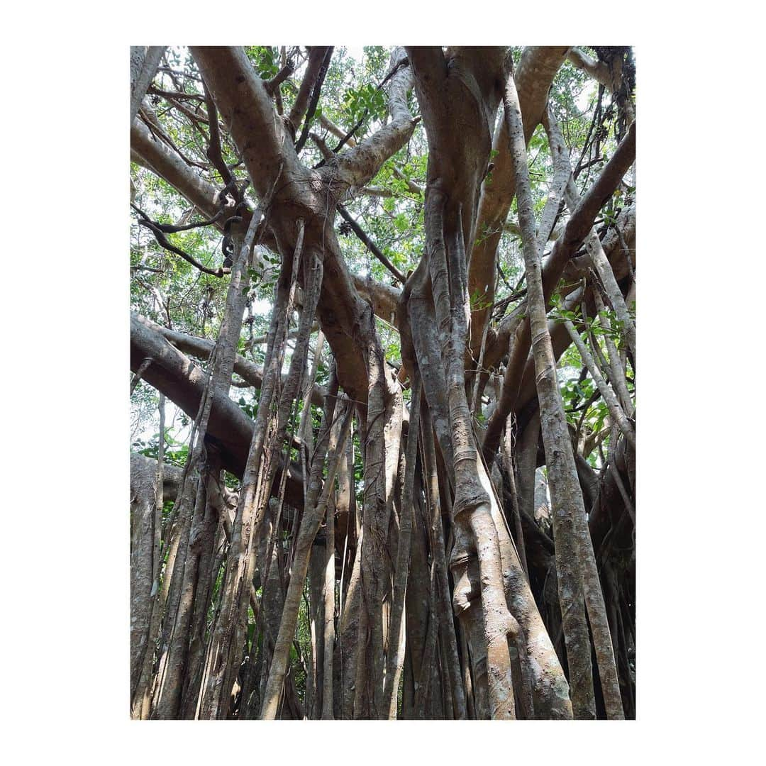 菊地舞美さんのインスタグラム写真 - (菊地舞美Instagram)「⛰ ___________________________  Throwback Okinawa🌈  今回の旅 唯一の観光は「やんばるの森」  あの森岡毅さんがテーマパーク開発を手がけていらっしゃる いわば「手付かずの大自然」  沖縄最北端「大石林山」に登りました⛰  ルートがいくつかあって もちろんハードではないルートを選んでテクテク🚶‍♀️  頂上に着いた途端に広がった景色は もう圧巻でした✨✨✨  パワースポットとも呼ばれる理由がわかるなんともいえない壮大感🦄 と、全て大丈夫な気がしちゃう不思議な空気😶  パワーをたくさんいただいて この後たくさん食べました🐷笑  ——  #沖縄 #沖縄旅行 #vacation #やんばる国立公園 #やんばるの森 #大石林山」4月19日 7時47分 - maimi_kikuchi_reborn