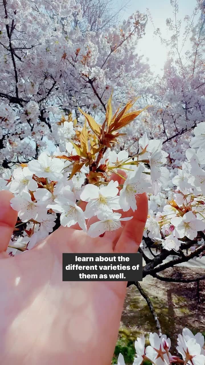 Lonely Planetのインスタグラム：「Throw a 🌸 below if you’re kind of obsessed with cherry blossom season. Yeah, us too. Catch them at our fave spots in Brooklyn before they disappear!  📍@brooklynbotanic, Brooklyn, NYC」