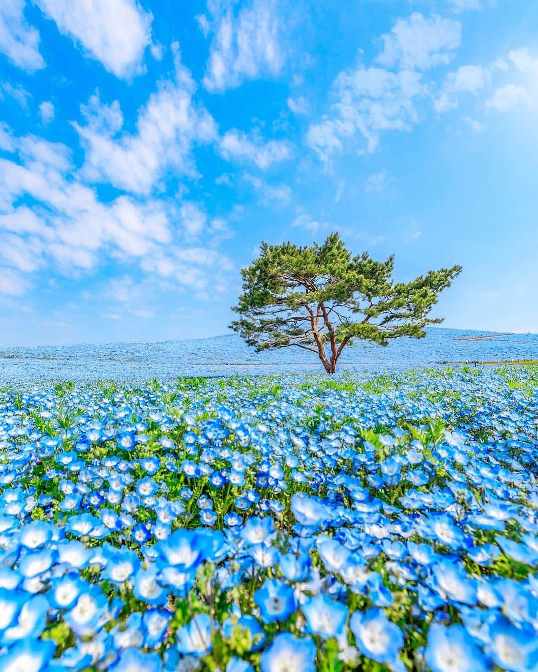 ももせゆきさんのインスタグラム写真 - (ももせゆきInstagram)「💙 一面ブルーの夢の世界✨ ネモフィラの花言葉は「どこでも成功」らしい 勇気づけられますね☺️ 厚底で開園ダッシュしたのが懐かしい👠 開園ダッシュはプロテインを飲んで準備運動してからスニーカーで走ることをおすすめします🏃‍♀️   location📍国営ひたち海浜公園／茨城県  #ネモフィラ #nemophila  #青の世界 #babyblueeyes  #ひたち海浜公園  #国営ひたち海浜公園  #茨城観光 #日本の絶景  #daily_photo_jpn  #team_jp_ #japan_daytime_view #genic_mag #IGersJP #retrip_nippon #hubsplanet  #カメラ女子 #カメラ好きな人と繋がりたい #ファインダー越しの私の世界 #tokyocameraclub #awesome_earthpix  #タビジョ#art_of_japan_ #hellofrom #japan_of_insta#写真撮ってる人と繋がりたい#beautifuldestinations #canon_photos  #thetunneloflove #lovers_nippon  #eclectic_shotz」4月19日 7時48分 - momoyu1125