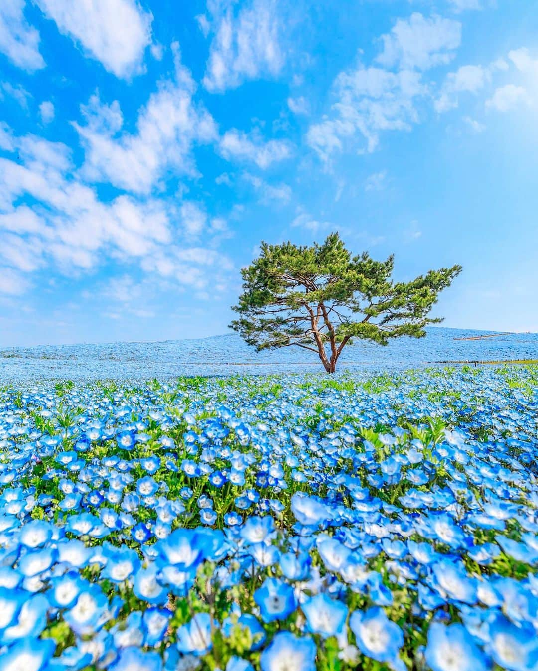 ももせゆきのインスタグラム：「💙 一面ブルーの夢の世界✨ ネモフィラの花言葉は「どこでも成功」らしい 勇気づけられますね☺️ 厚底で開園ダッシュしたのが懐かしい👠 開園ダッシュはプロテインを飲んで準備運動してからスニーカーで走ることをおすすめします🏃‍♀️   location📍国営ひたち海浜公園／茨城県  #ネモフィラ #nemophila  #青の世界 #babyblueeyes  #ひたち海浜公園  #国営ひたち海浜公園  #茨城観光 #日本の絶景  #daily_photo_jpn  #team_jp_ #japan_daytime_view #genic_mag #IGersJP #retrip_nippon #hubsplanet  #カメラ女子 #カメラ好きな人と繋がりたい #ファインダー越しの私の世界 #tokyocameraclub #awesome_earthpix  #タビジョ#art_of_japan_ #hellofrom #japan_of_insta#写真撮ってる人と繋がりたい#beautifuldestinations #canon_photos  #thetunneloflove #lovers_nippon  #eclectic_shotz」