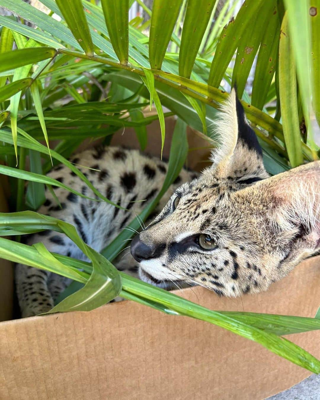 Zoological Wildlife Foundationさんのインスタグラム写真 - (Zoological Wildlife FoundationInstagram)「Serval cats are native to Africa and are the cutest depiction of wildlife, displaying their beauty through their small head, large ears and striped and spotted fur, long legs, and black-tipped tail😍💚  #zwfmiami #zwf #miami #miamiflorida #animals #animallover #animalkingdom #jungle #nature」4月19日 8時20分 - zwfmiami