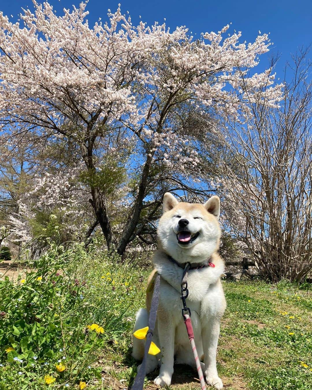 てんパパさんのインスタグラム写真 - (てんパパInstagram)「10日前の山梨の桜 今朝のさんぽでは、八重桜はすでにかなり散り、藤やツツジが鮮やかに咲き誇っていました。 #北杜の桜旅 #花とてん #お花見ハンター #お花見ハンターてん」4月19日 8時24分 - tenchan.shiba