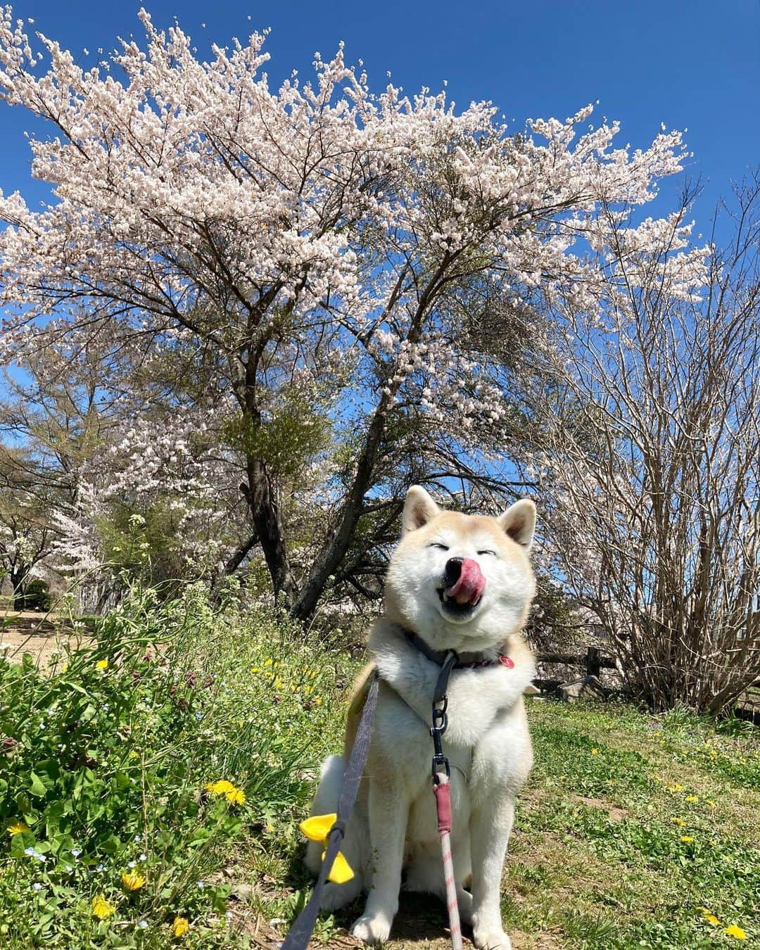 てんパパさんのインスタグラム写真 - (てんパパInstagram)「10日前の山梨の桜 今朝のさんぽでは、八重桜はすでにかなり散り、藤やツツジが鮮やかに咲き誇っていました。 #北杜の桜旅 #花とてん #お花見ハンター #お花見ハンターてん」4月19日 8時24分 - tenchan.shiba