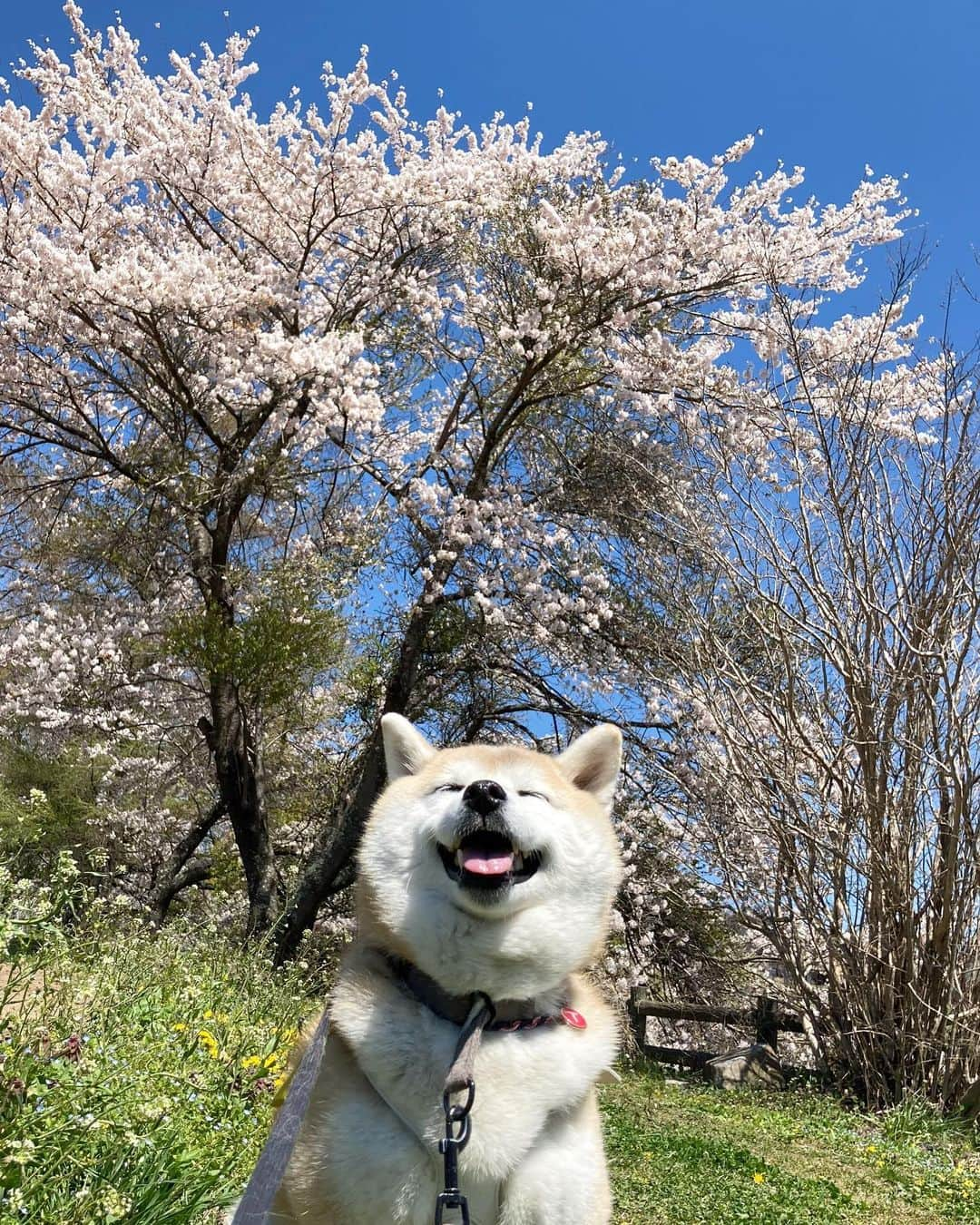 てんパパさんのインスタグラム写真 - (てんパパInstagram)「10日前の山梨の桜 今朝のさんぽでは、八重桜はすでにかなり散り、藤やツツジが鮮やかに咲き誇っていました。 #北杜の桜旅 #花とてん #お花見ハンター #お花見ハンターてん」4月19日 8時24分 - tenchan.shiba